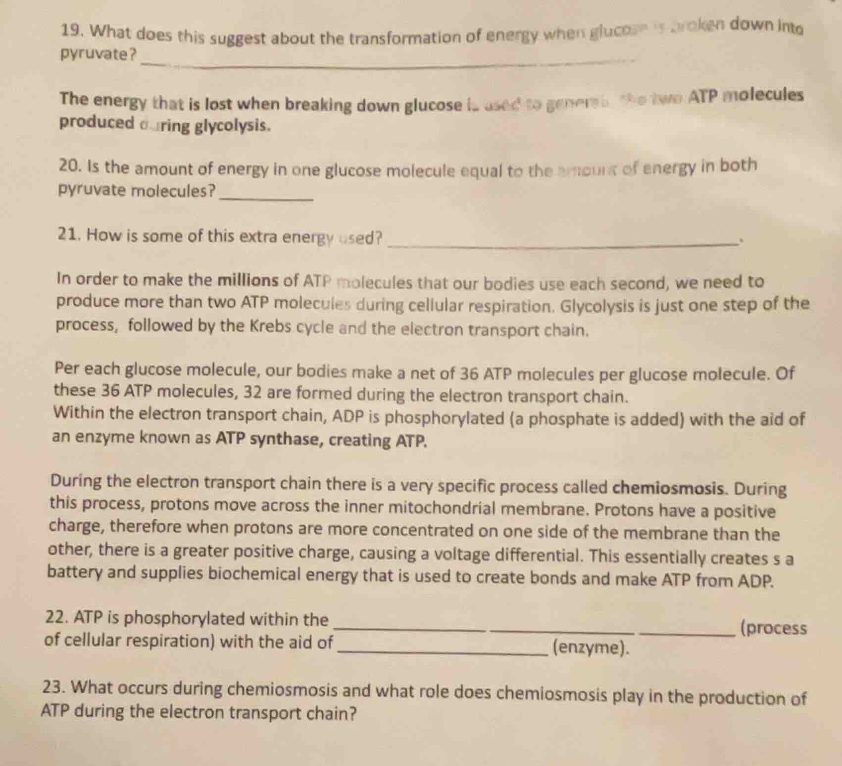 19. what does this suggest about the transformation of energy when gluc…