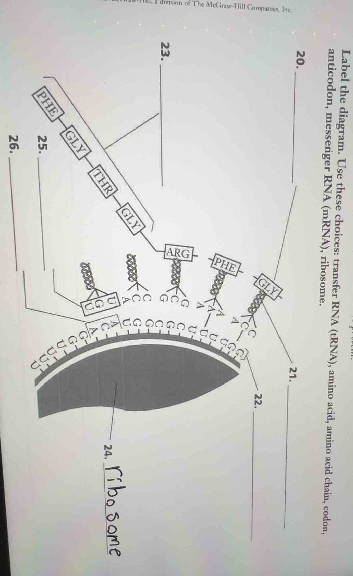 label the diagram. use these choices: transfer rna (trna), amino acid, …