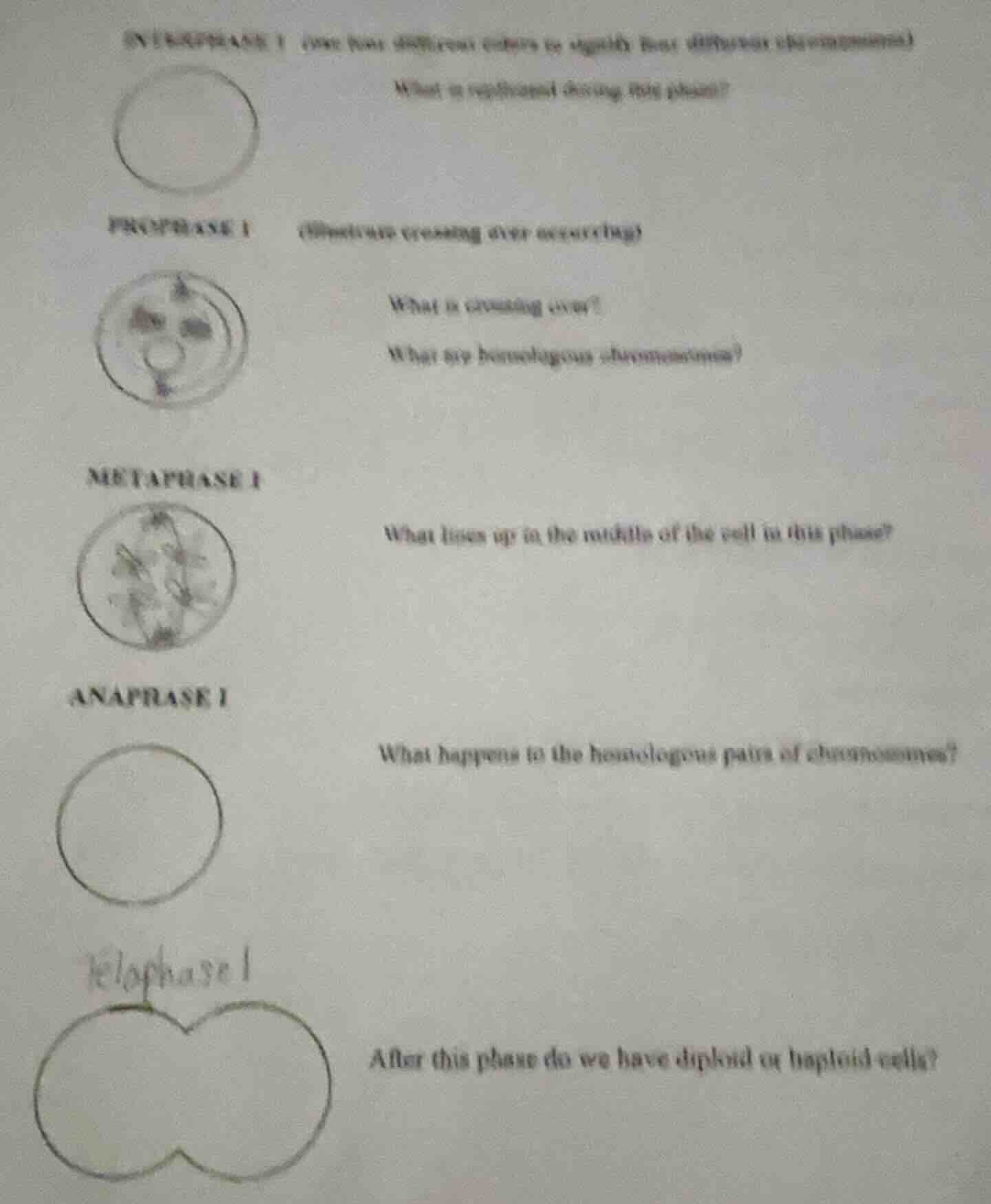 interphase i (use two different colors to identify two different chromo…