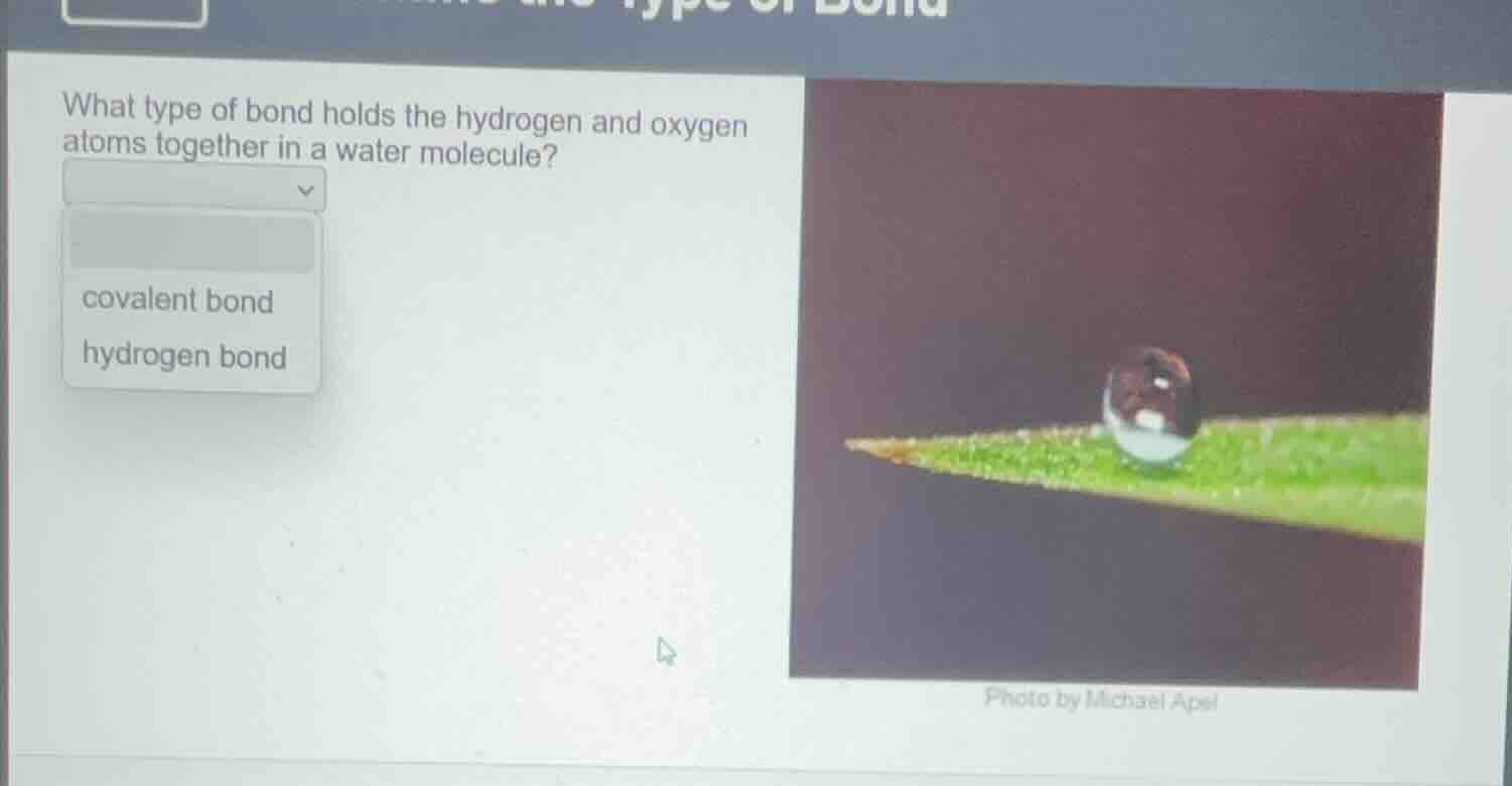 what type of bond holds the hydrogen and oxygen atoms together in a wat…