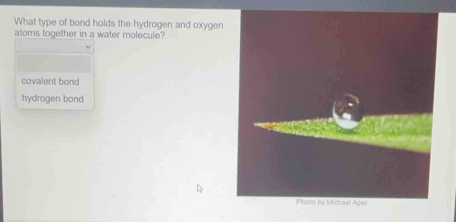 what type of bond holds the hydrogen and oxygen atoms together in a wat…