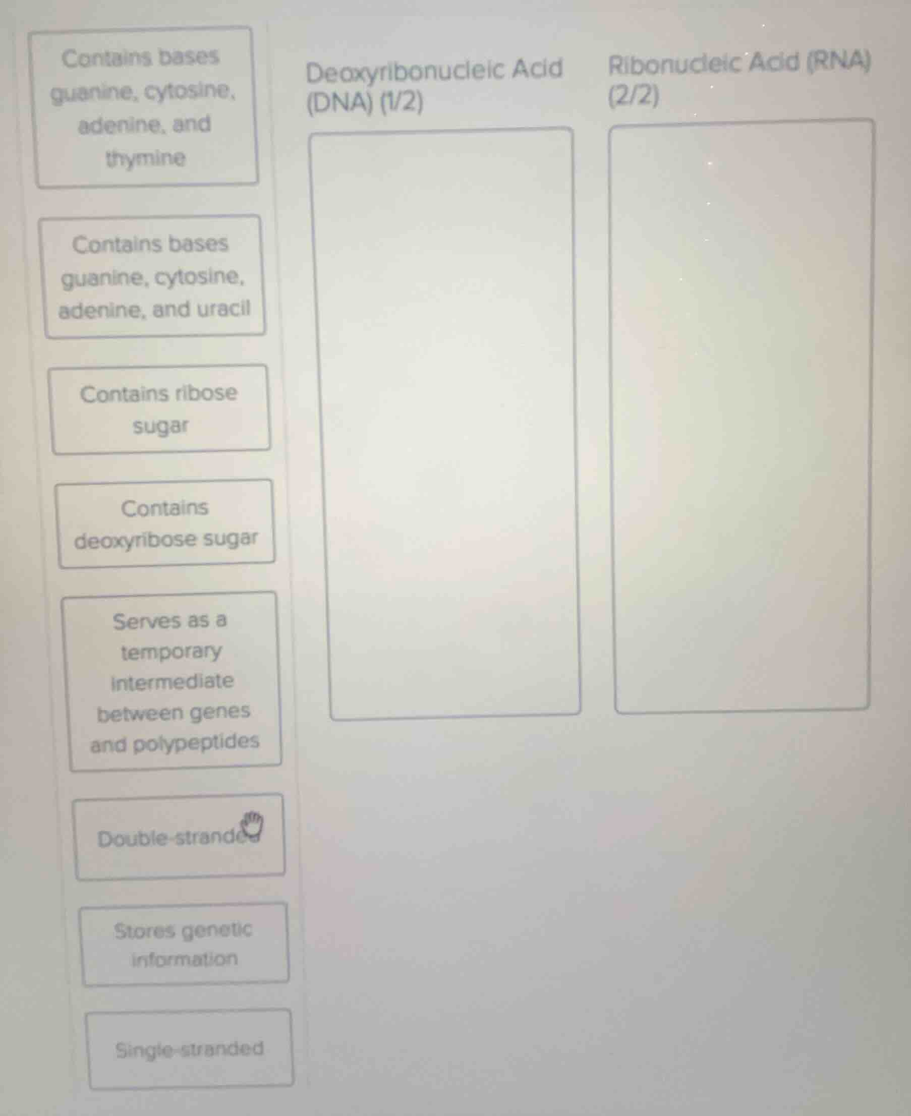 contains bases guanine, cytosine, adenine, and thymine; contains bases …