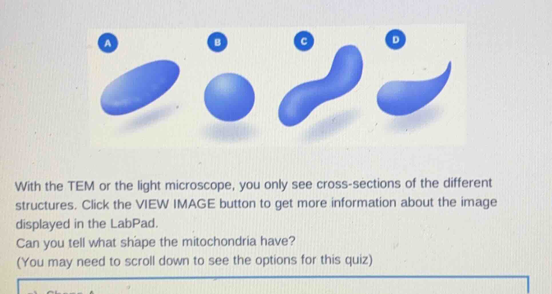 with the tem or the light microscope, you only see cross - sections of …