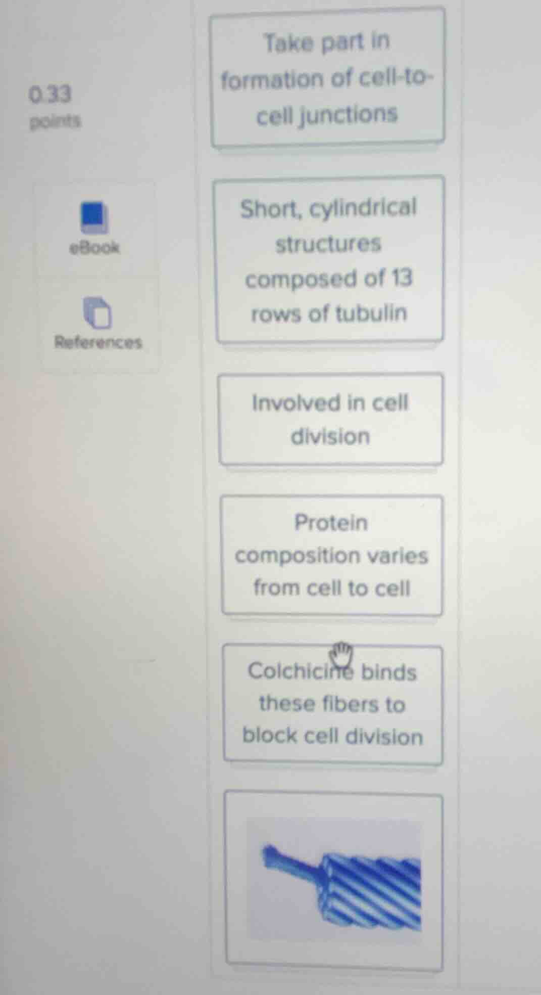 take part in formation of cell - to - cell junctions; short, cylindrica…