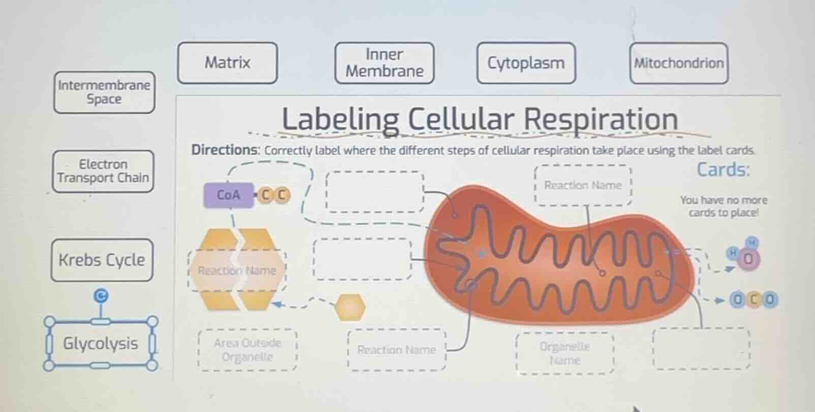 labeling cellular respiration directions: correctly label where the dif…