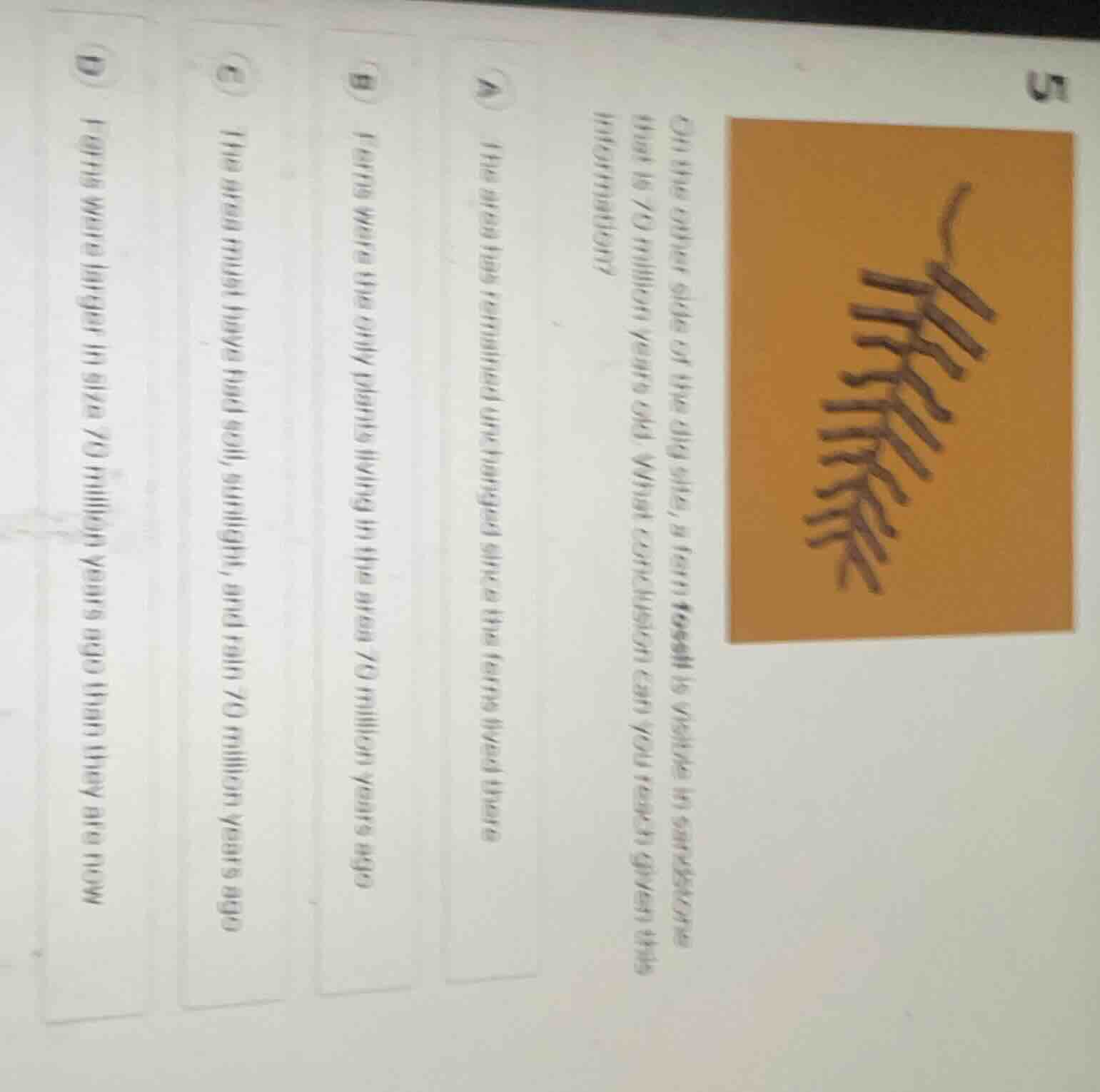 on the other side of the dig site, a fern fossil is visible in sandston…