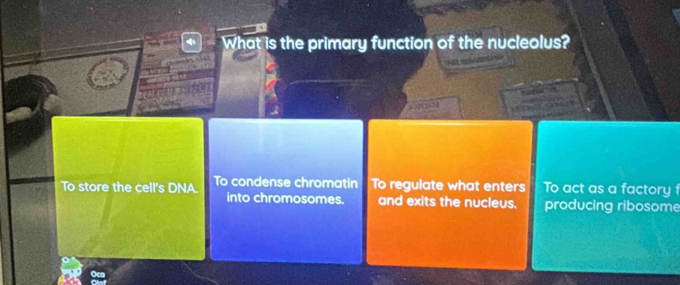 what is the primary function of the nucleolus? to store the cells dna. …