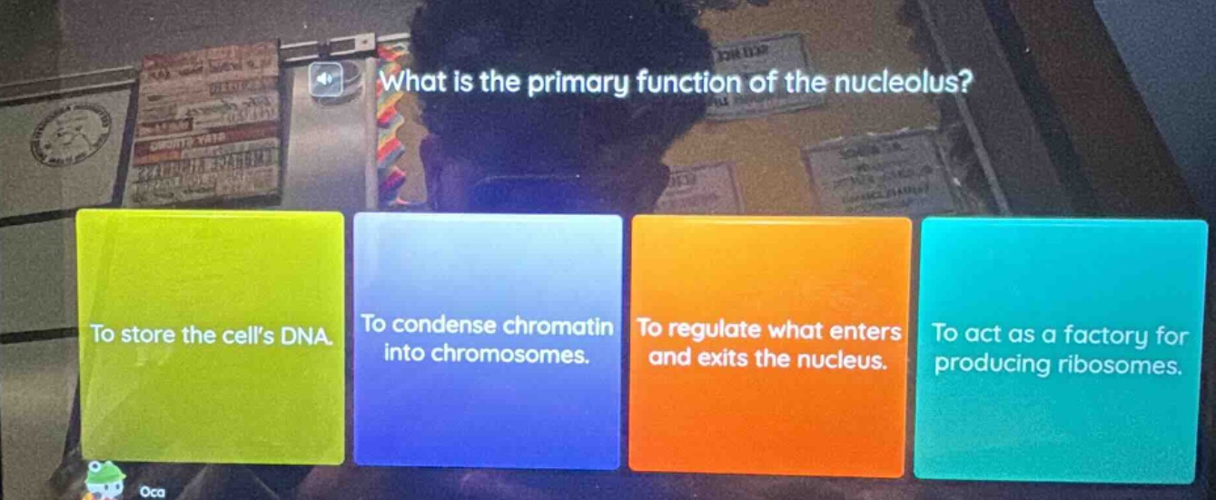 what is the primary function of the nucleolus? to store the cells dna. …