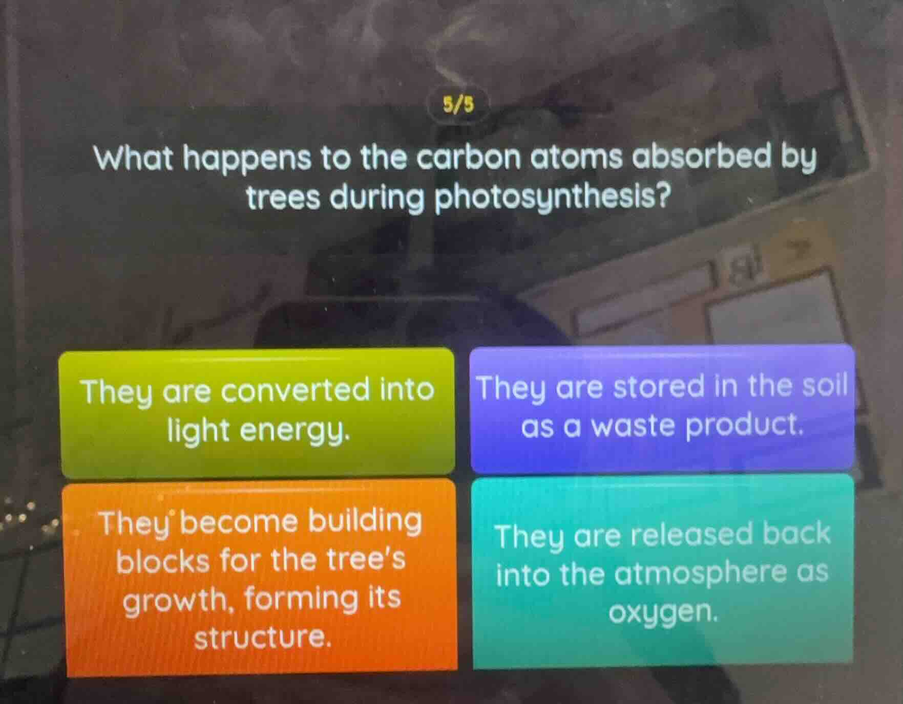 what happens to the carbon atoms absorbed by trees during photosynthesi…