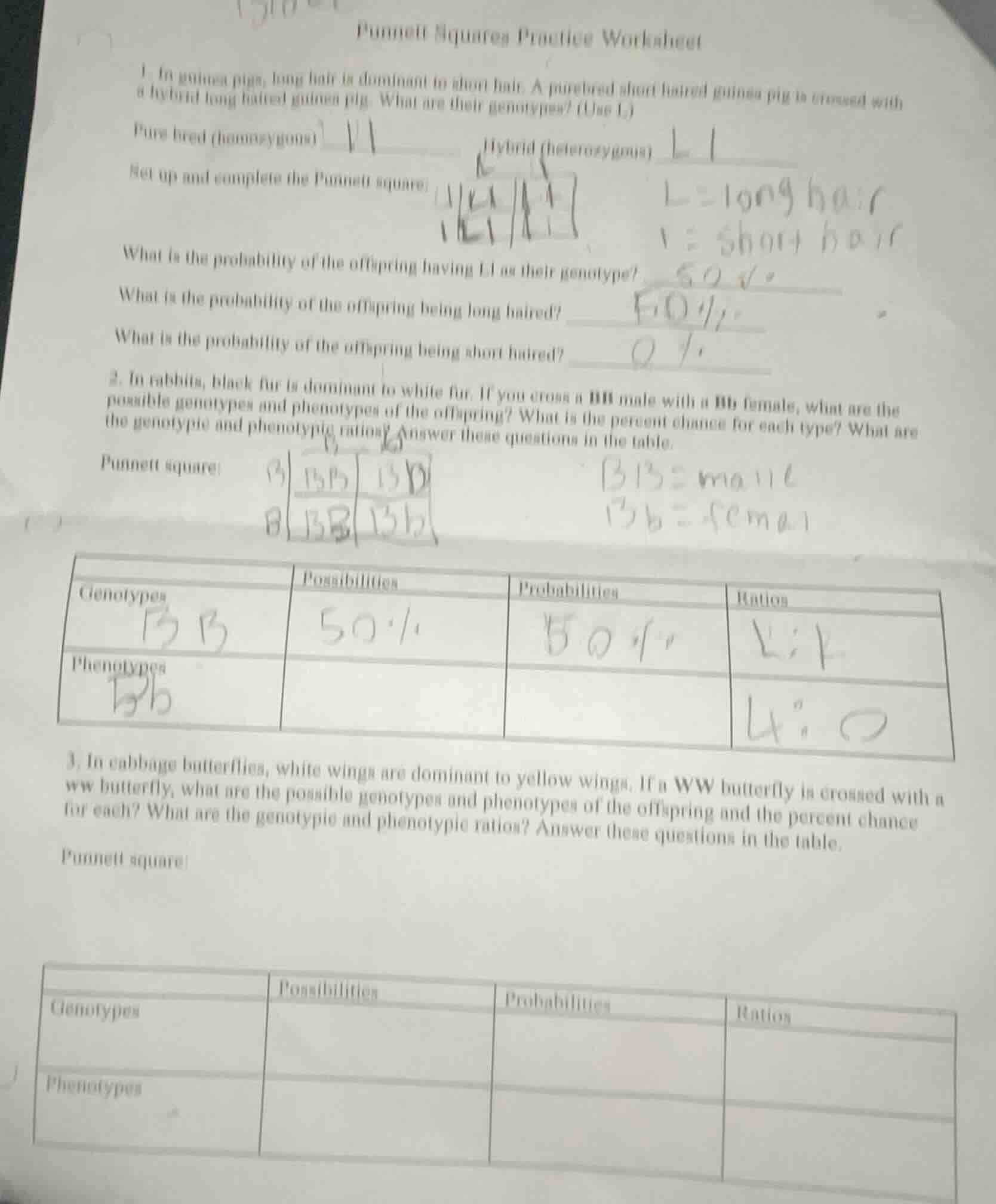 punnett squares practice worksheet 1. in guinea pigs, long hair is domi…
