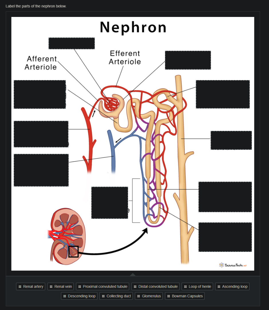 label the parts of the nephron below. nephron afferent arteriole effere…