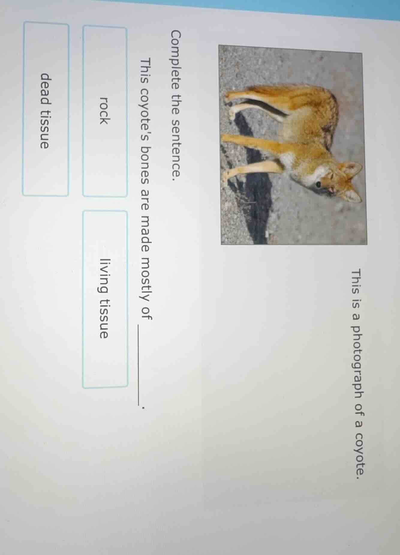 this is a photograph of a coyote. complete the sentence. this coyote’s …