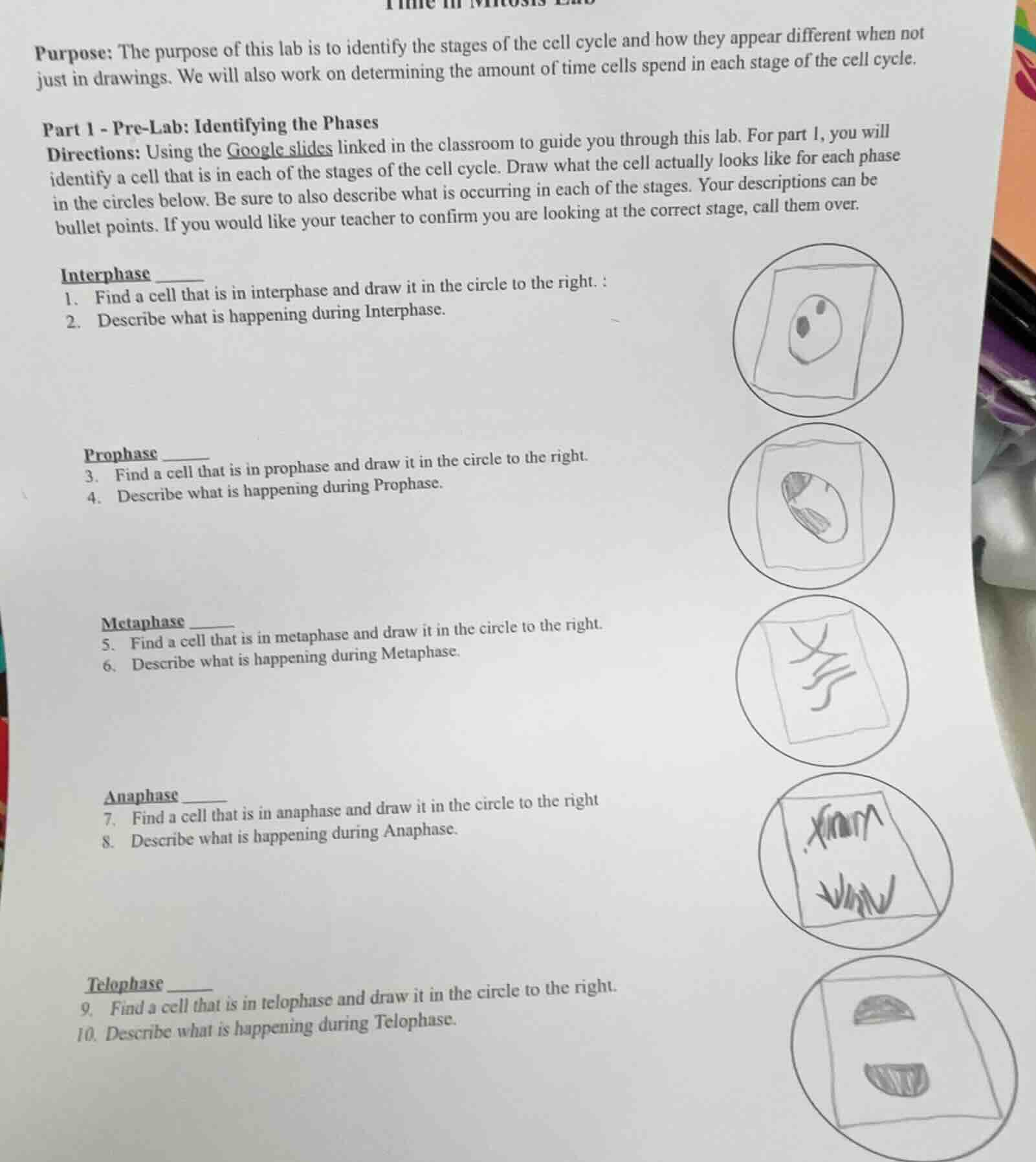 purpose: the purpose of this lab is to identify the stages of the cell …