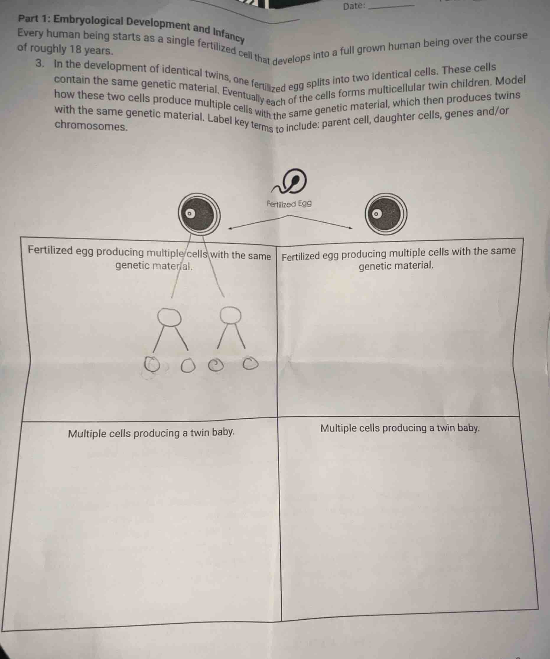 part 1: embryological development and infancy every human being starts …