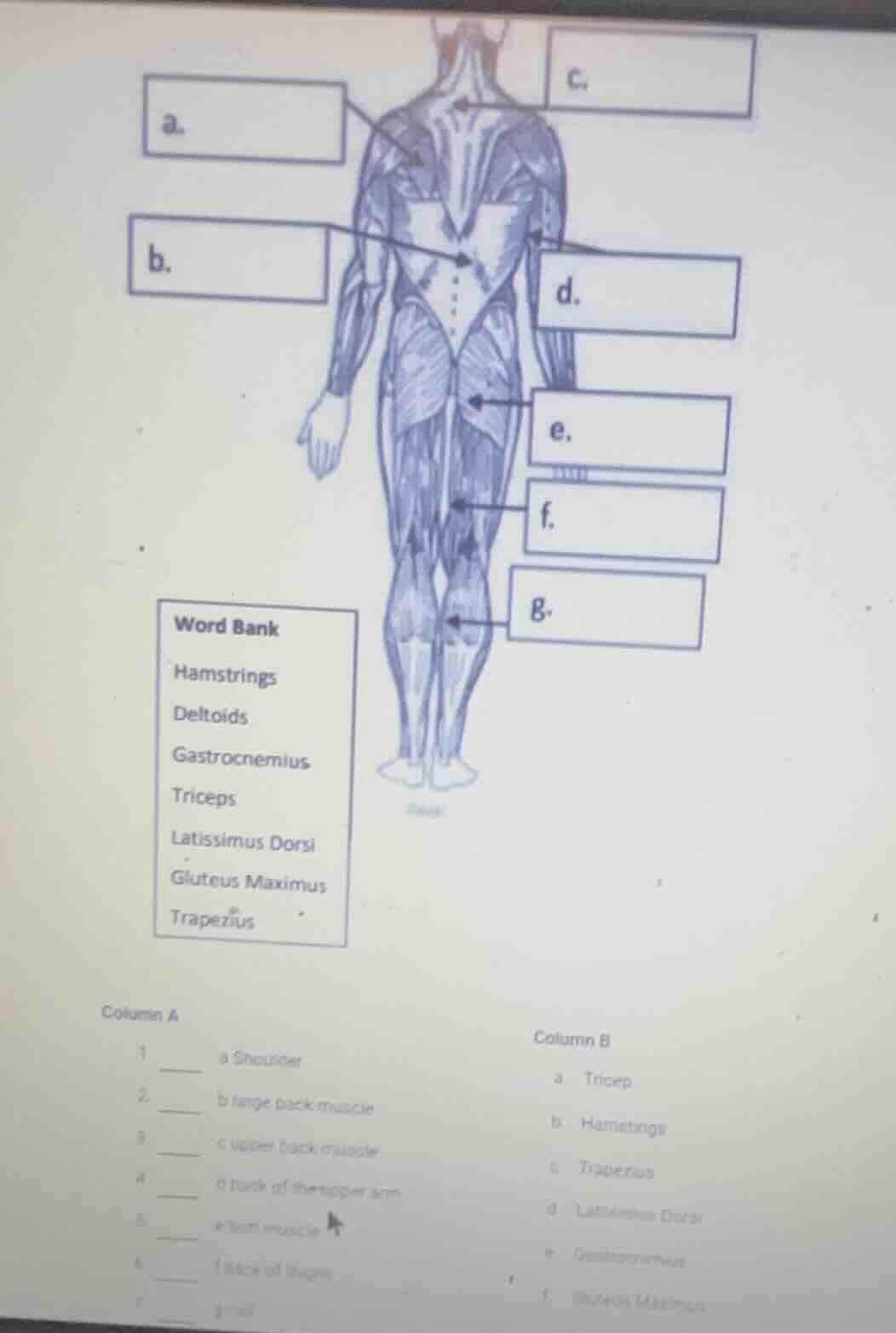 word bank hamstrings deltoids gastrocnemius triceps latissimus dorsi gl…