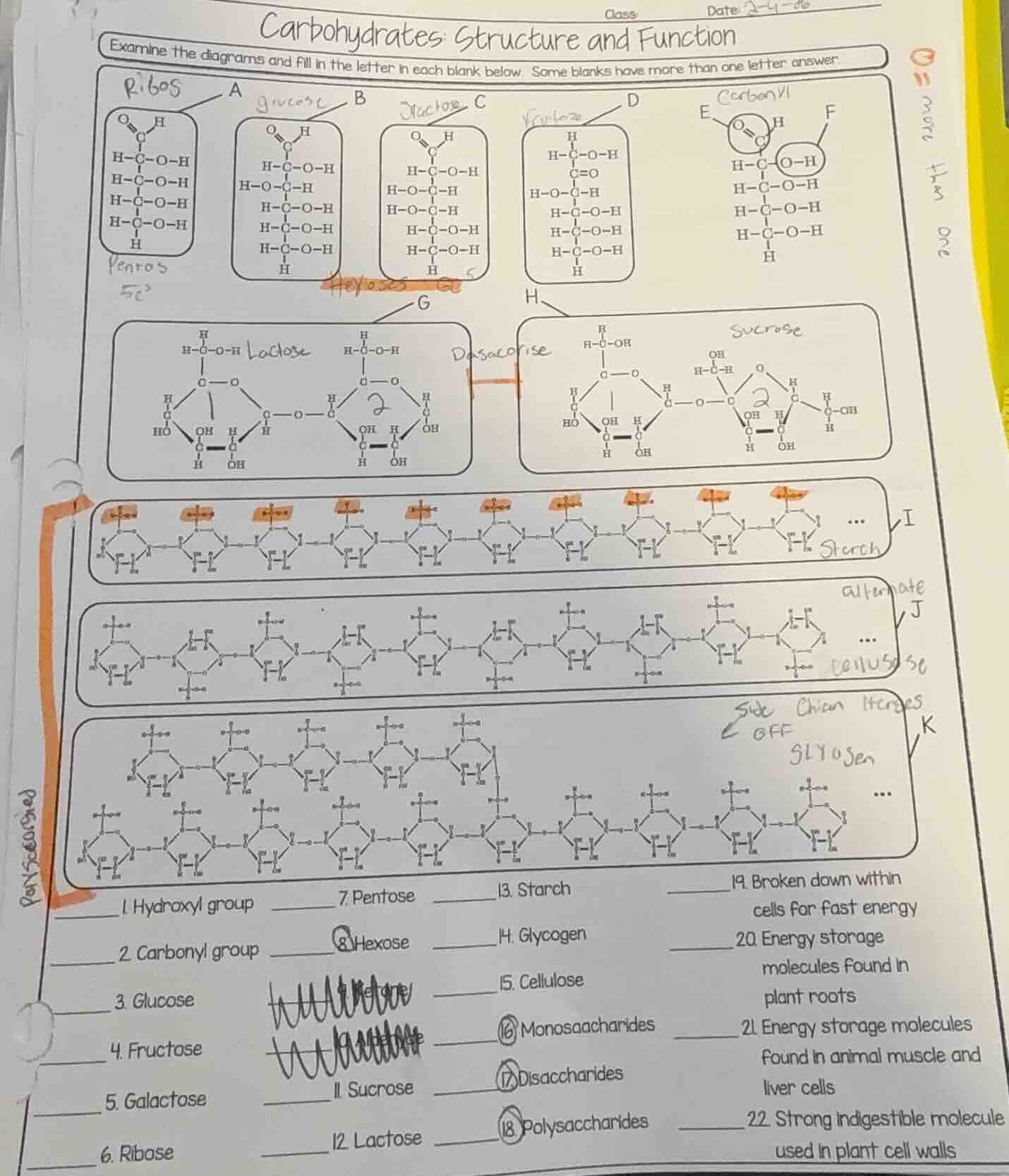 class date carbohydrates structure and function examine the diagrams an…