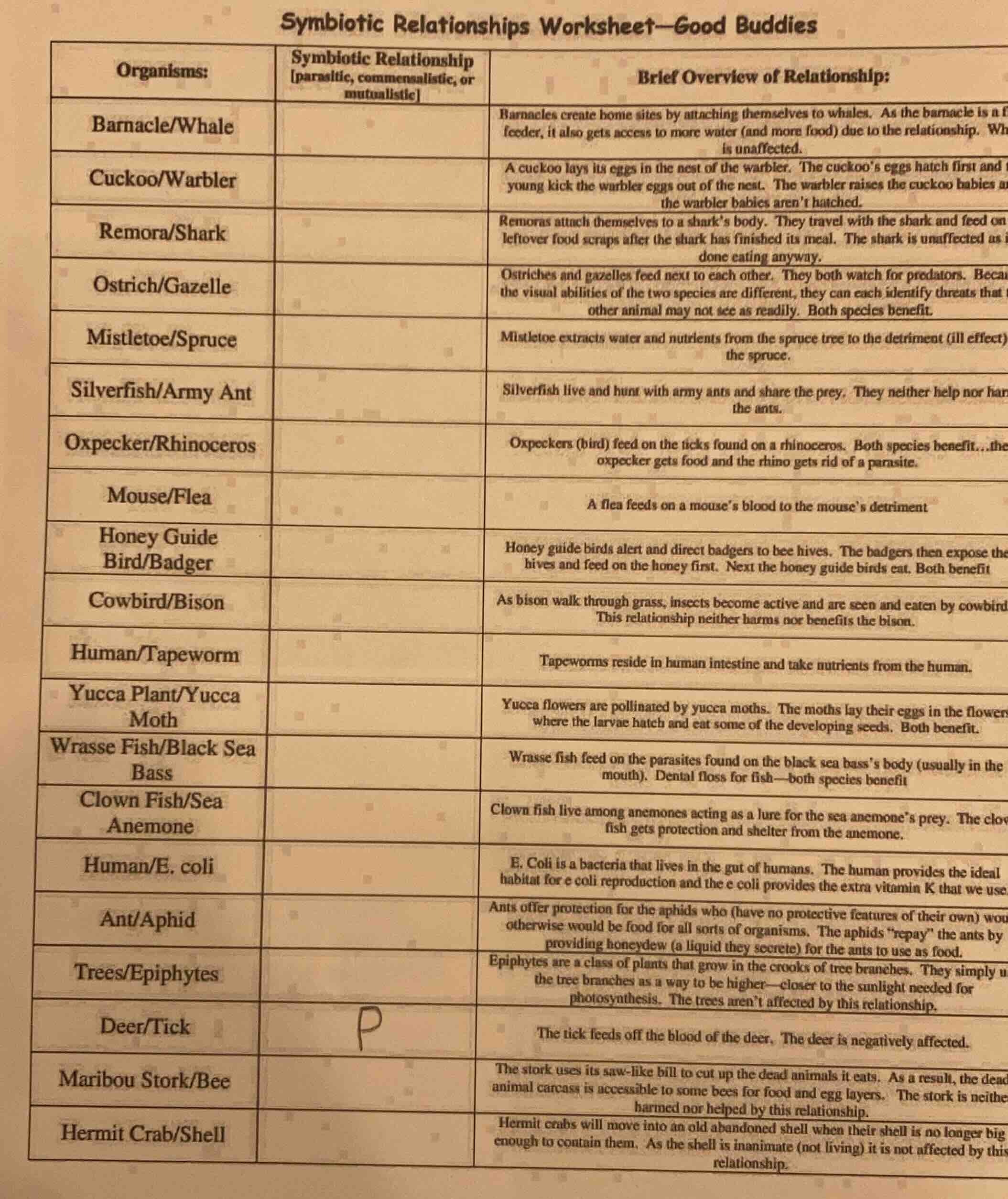 symbiotic relationships worksheet—good buddies organisms: | symbiotic r…