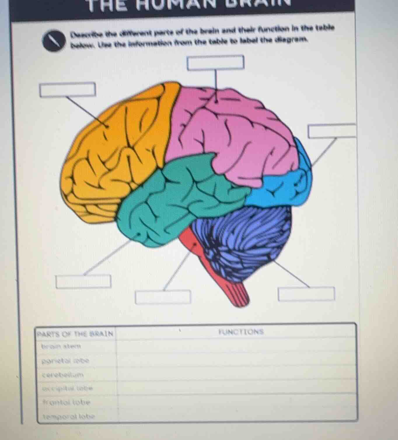 the human brain describe the different parts of the brain and their fun…