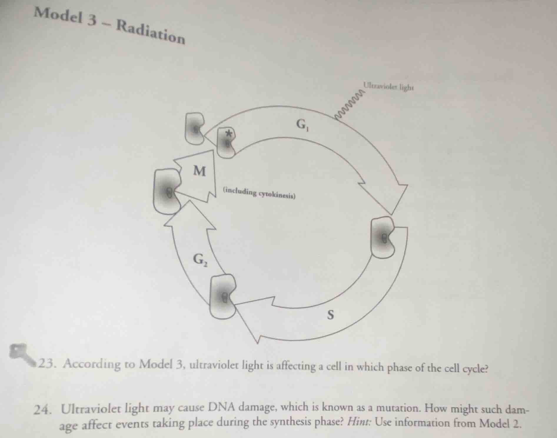 model 3 – radiation 23. according to model 3, ultraviolet light is affe…