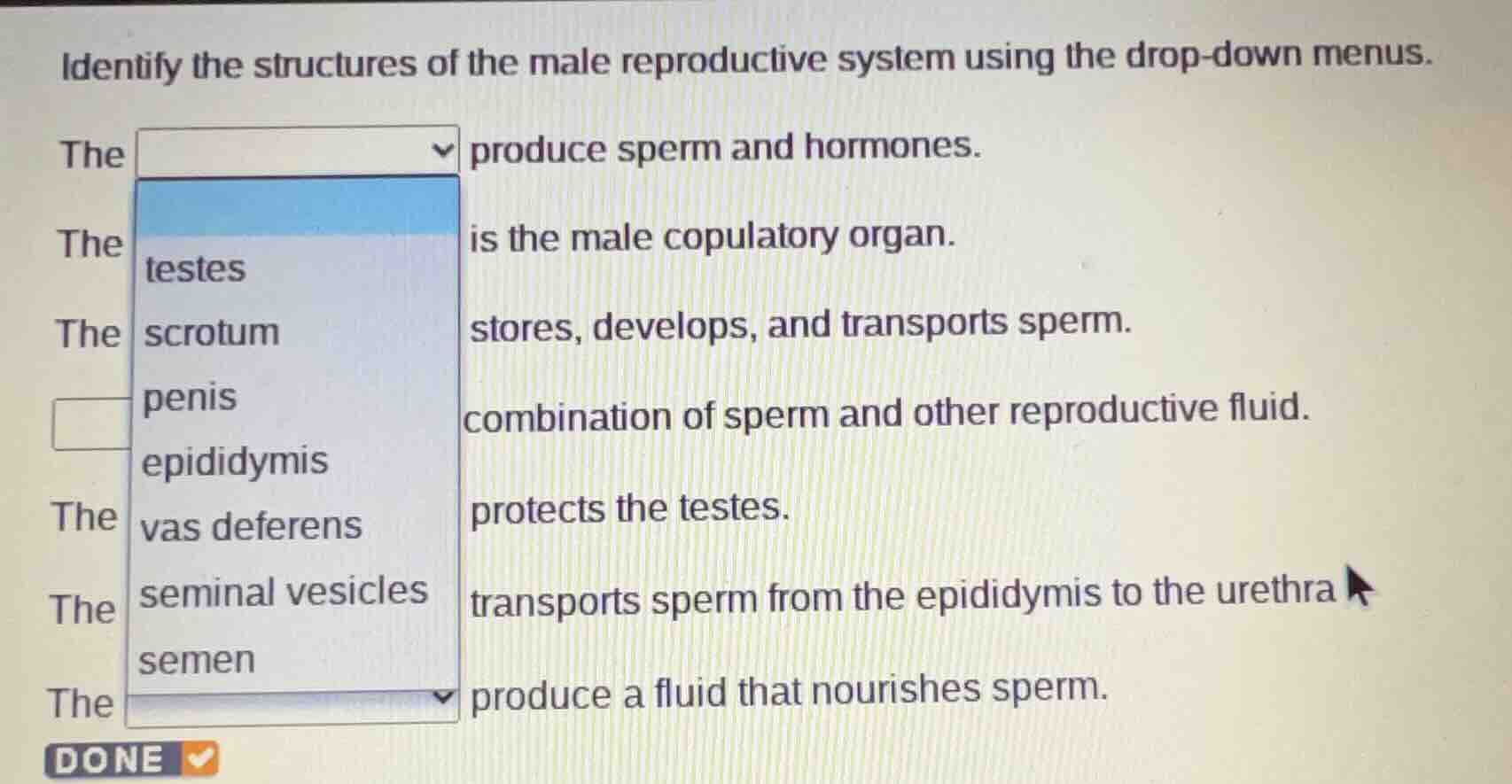 identify the structures of the male reproductive system using the drop …