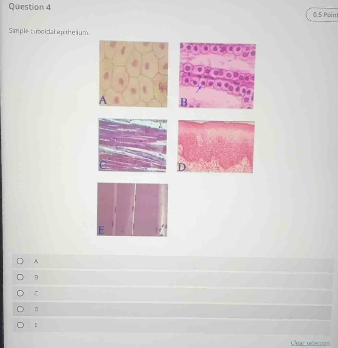 question 4 0.5 point simple cuboidal epithelium. a b c d e a b c d e cl…