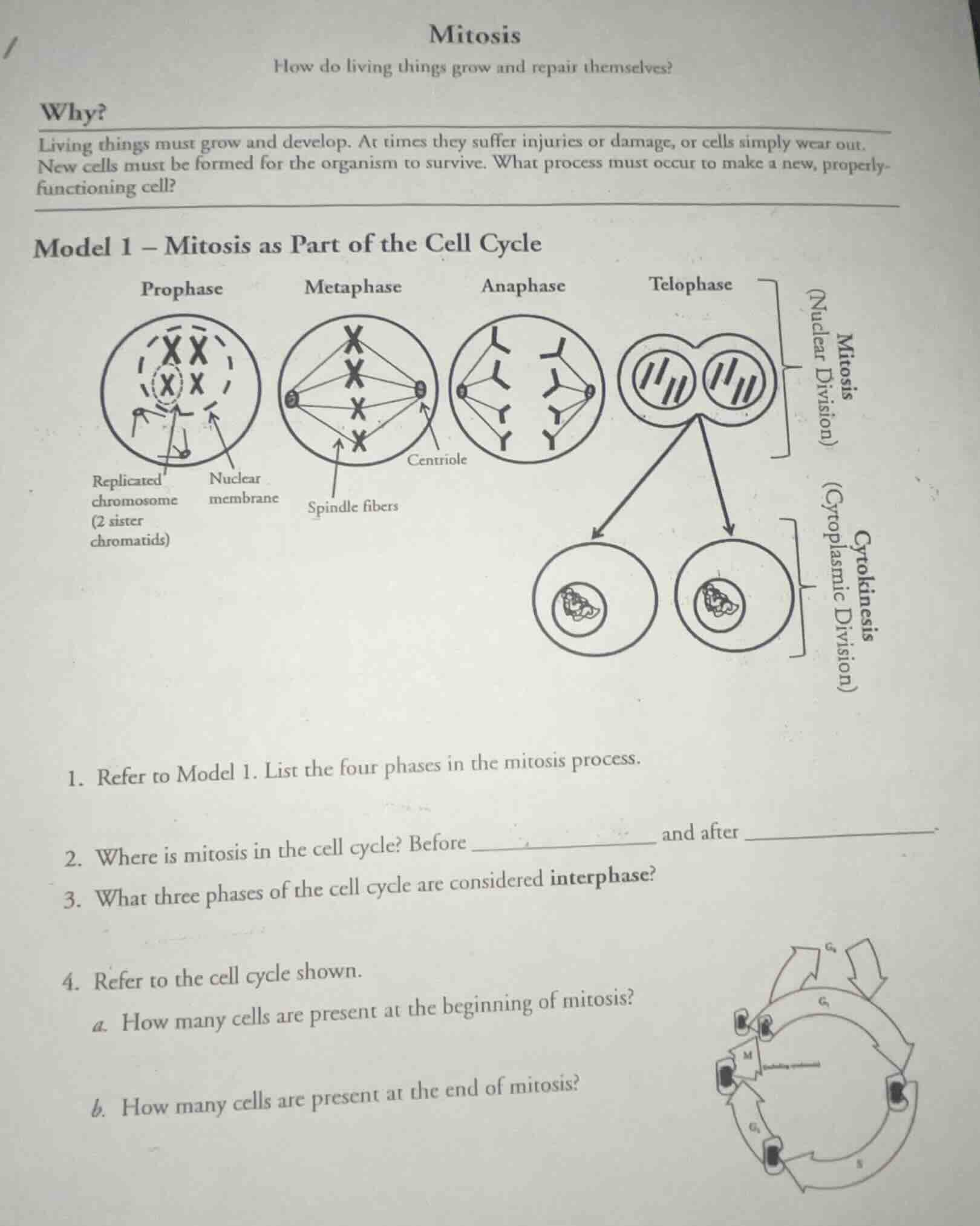 mitosis how do living things grow and repair themselves? why? living th…