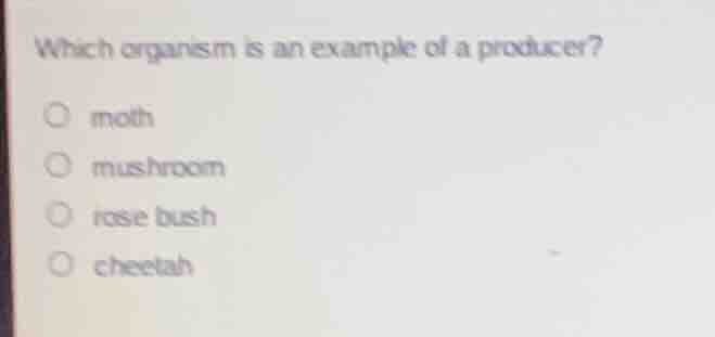 which organism is an example of a producer? moth mushroom rose bush che…