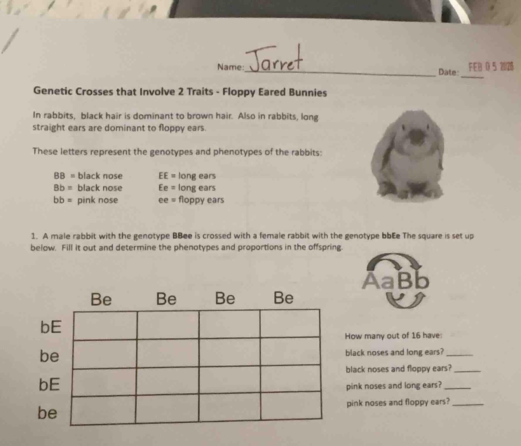 name: jarret date: feb 0 5 2026 genetic crosses that involve 2 traits -…