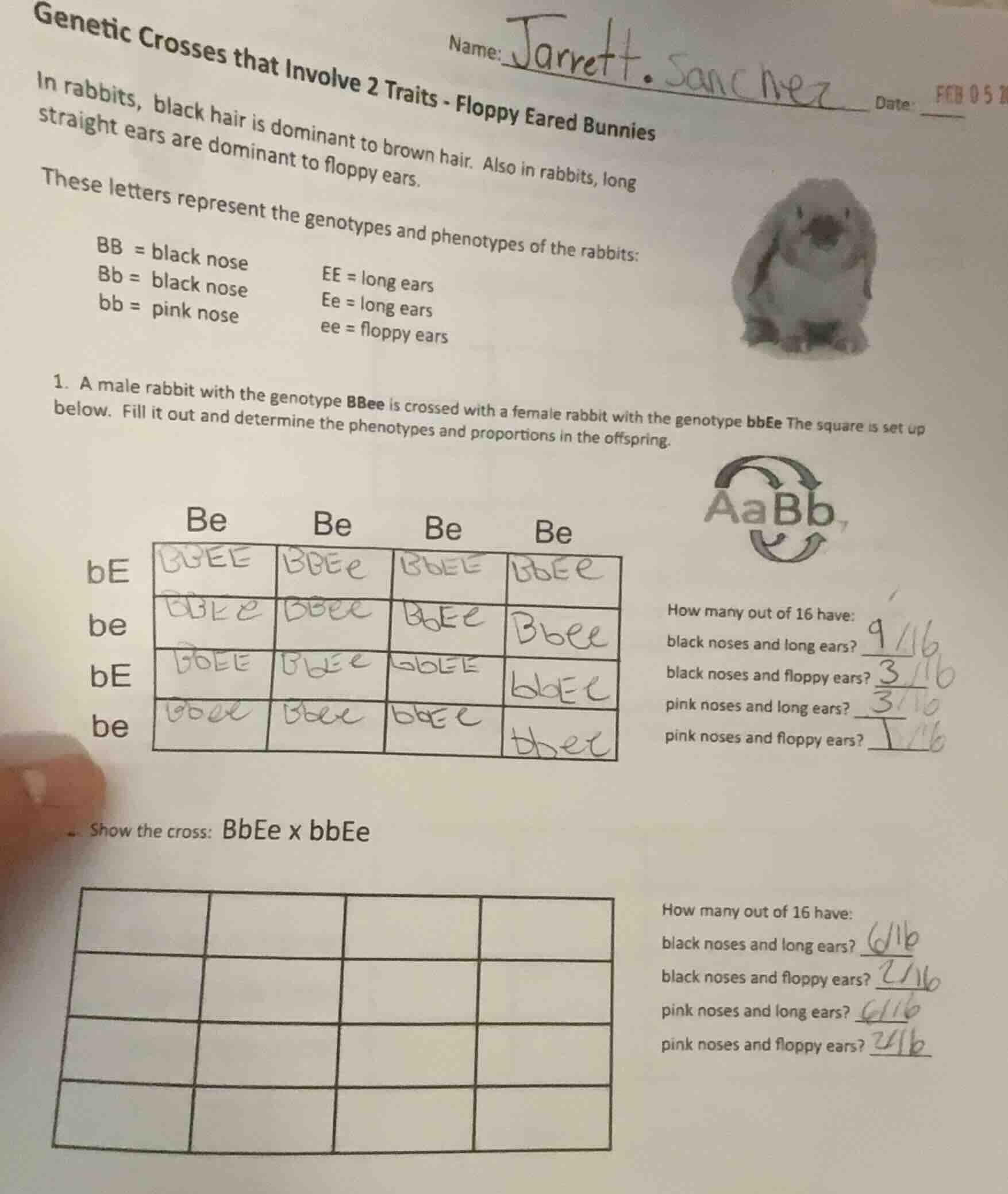 genetic crosses that involve 2 traits - floppy eared bunnies name: jarr…