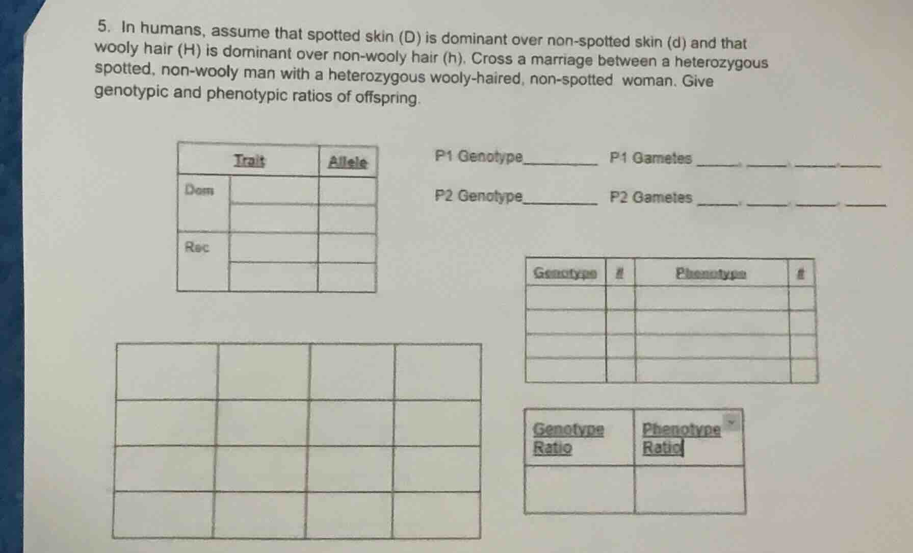 5. in humans, assume that spotted skin (d) is dominant over non - spott…