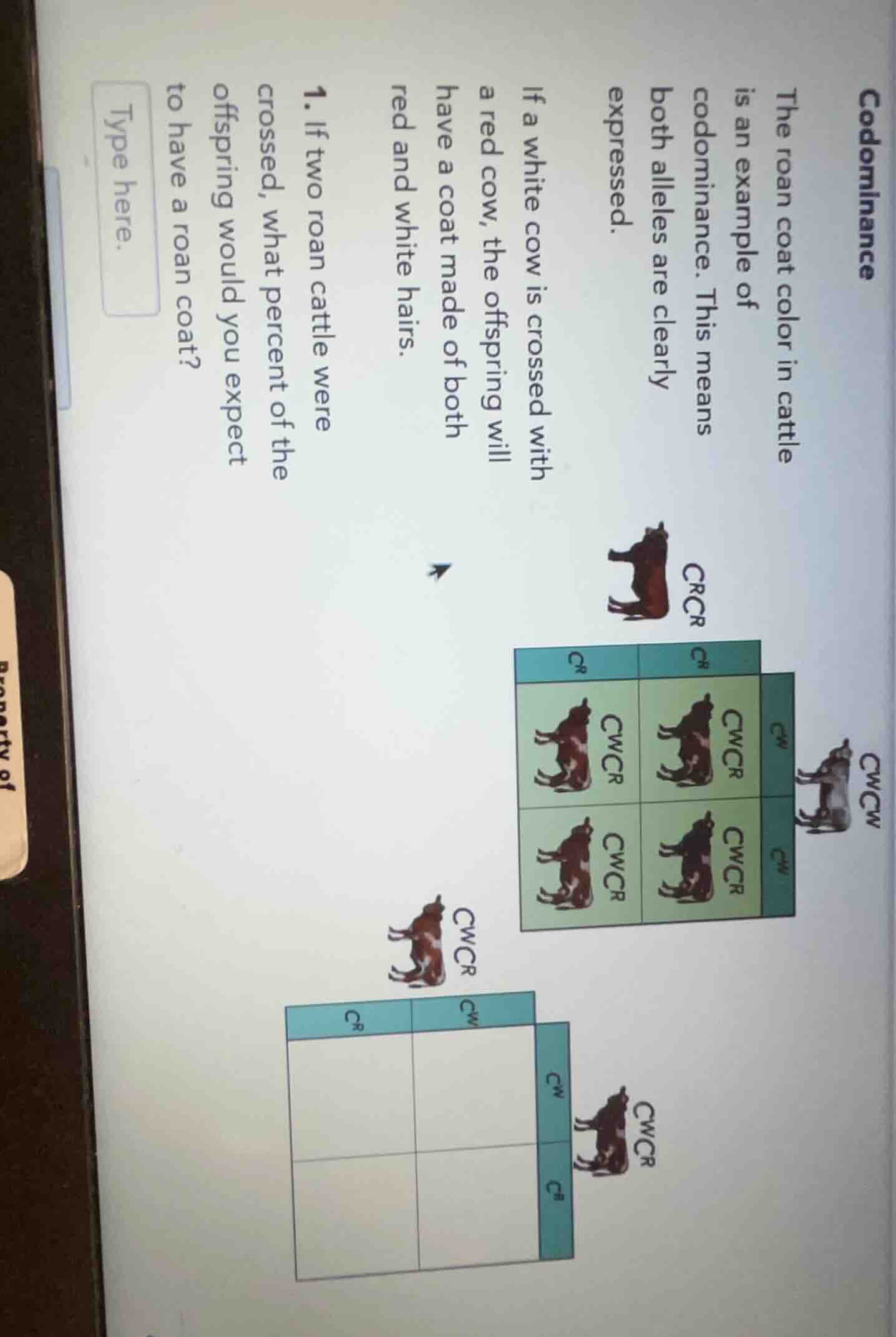 codominance the roan coat color in cattle is an example of codominance.…