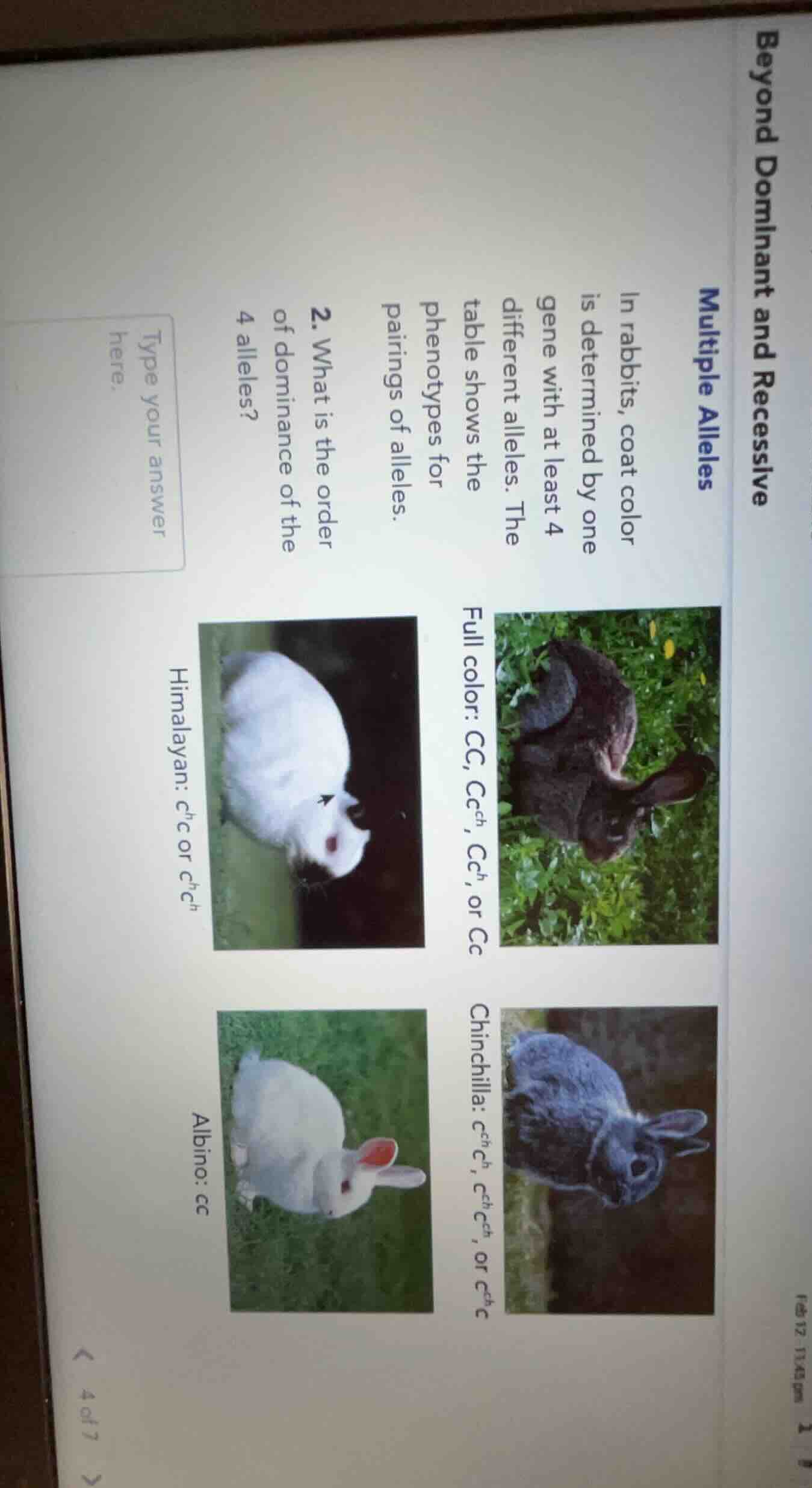 beyond dominant and recessive multiple alleles in rabbits, coat color i…