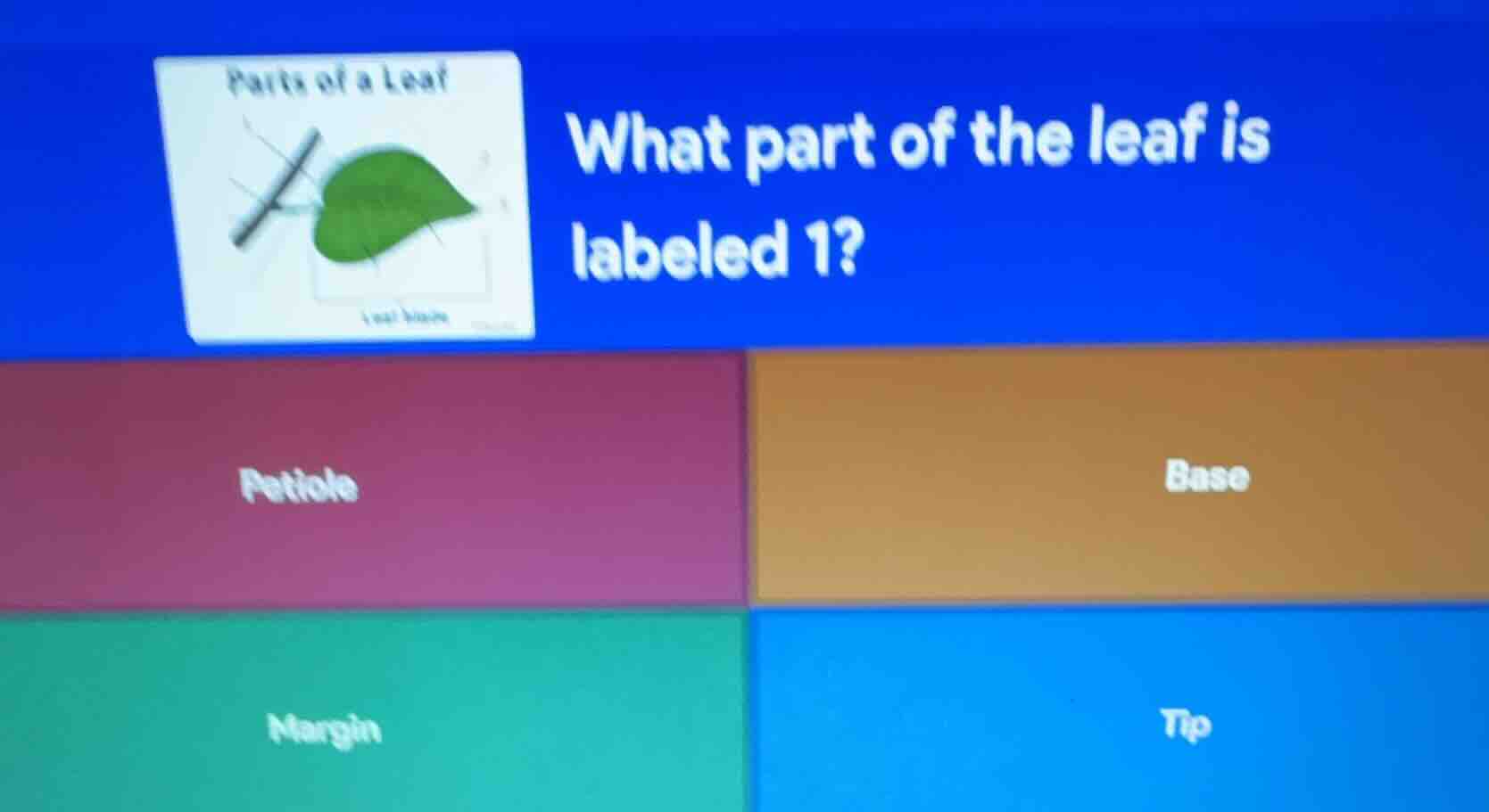 parts of a leaf what part of the leaf is labeled 1? petiole base margin…