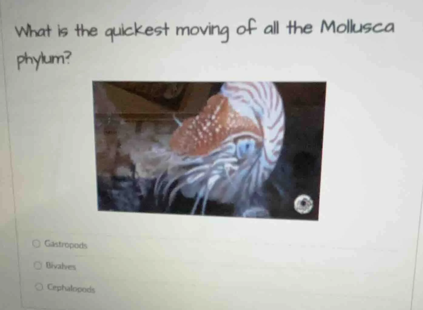 what is the quickest moving of all the mollusca phylum? gastropods biva…