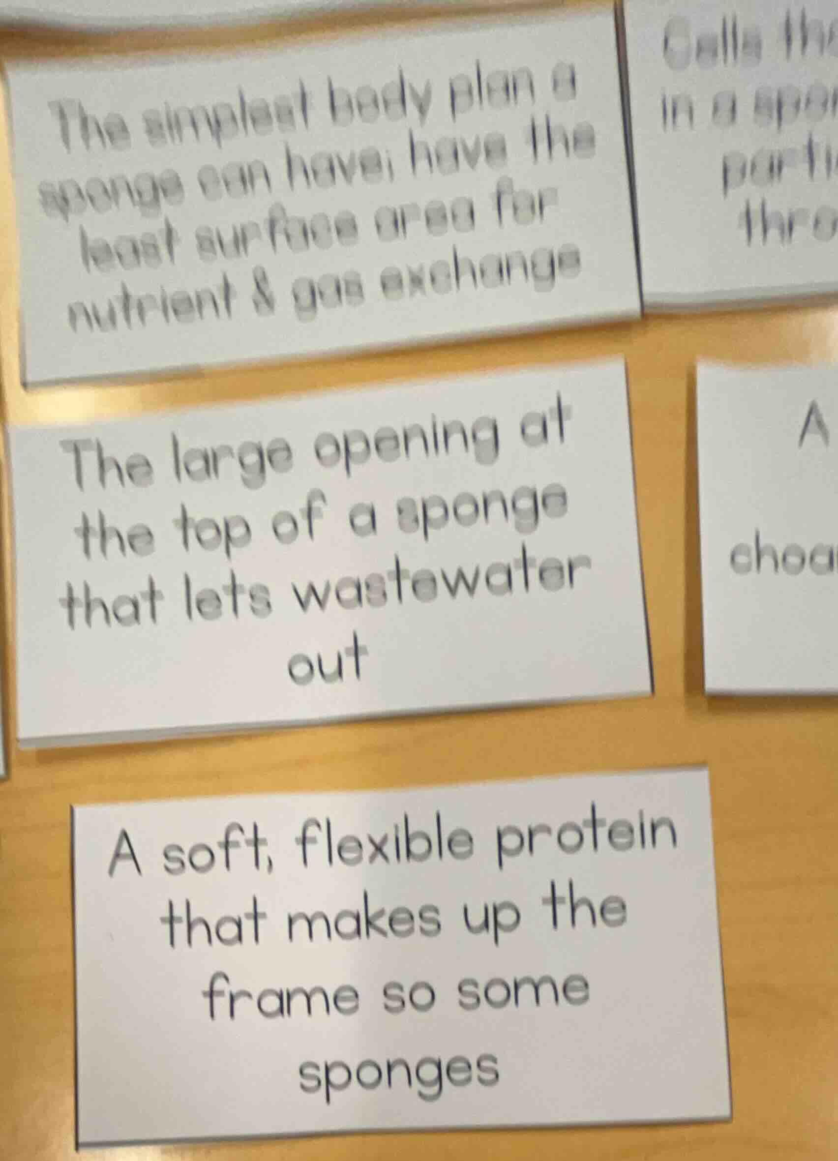 the simplest body plan a sponge can have; have the least surface area f…