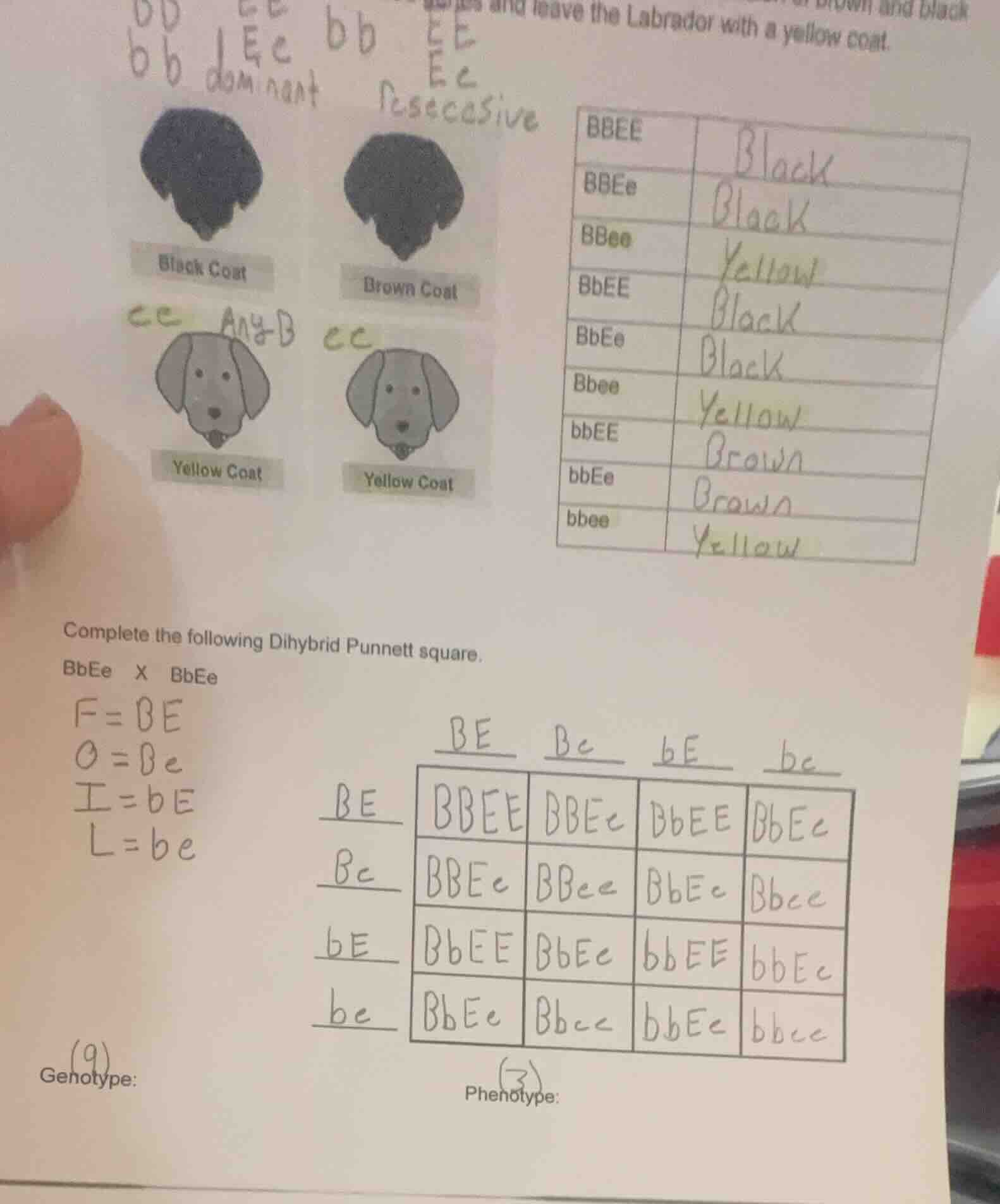 and leave the labrador with a yellow coat. complete the following dihyb…