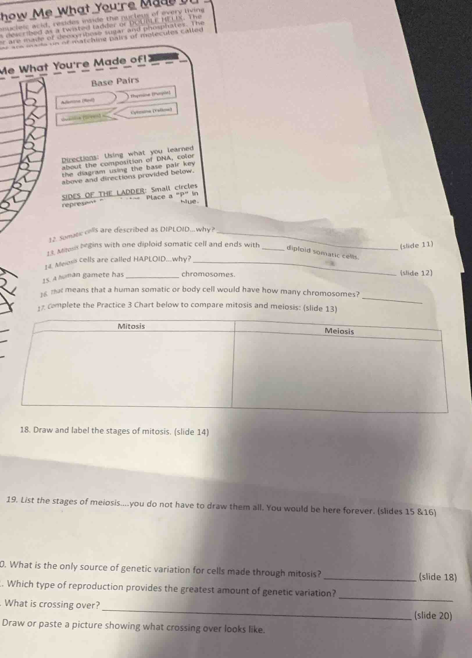 12. somatic cells are described as diploid...why? 13. mitosis begins wi…