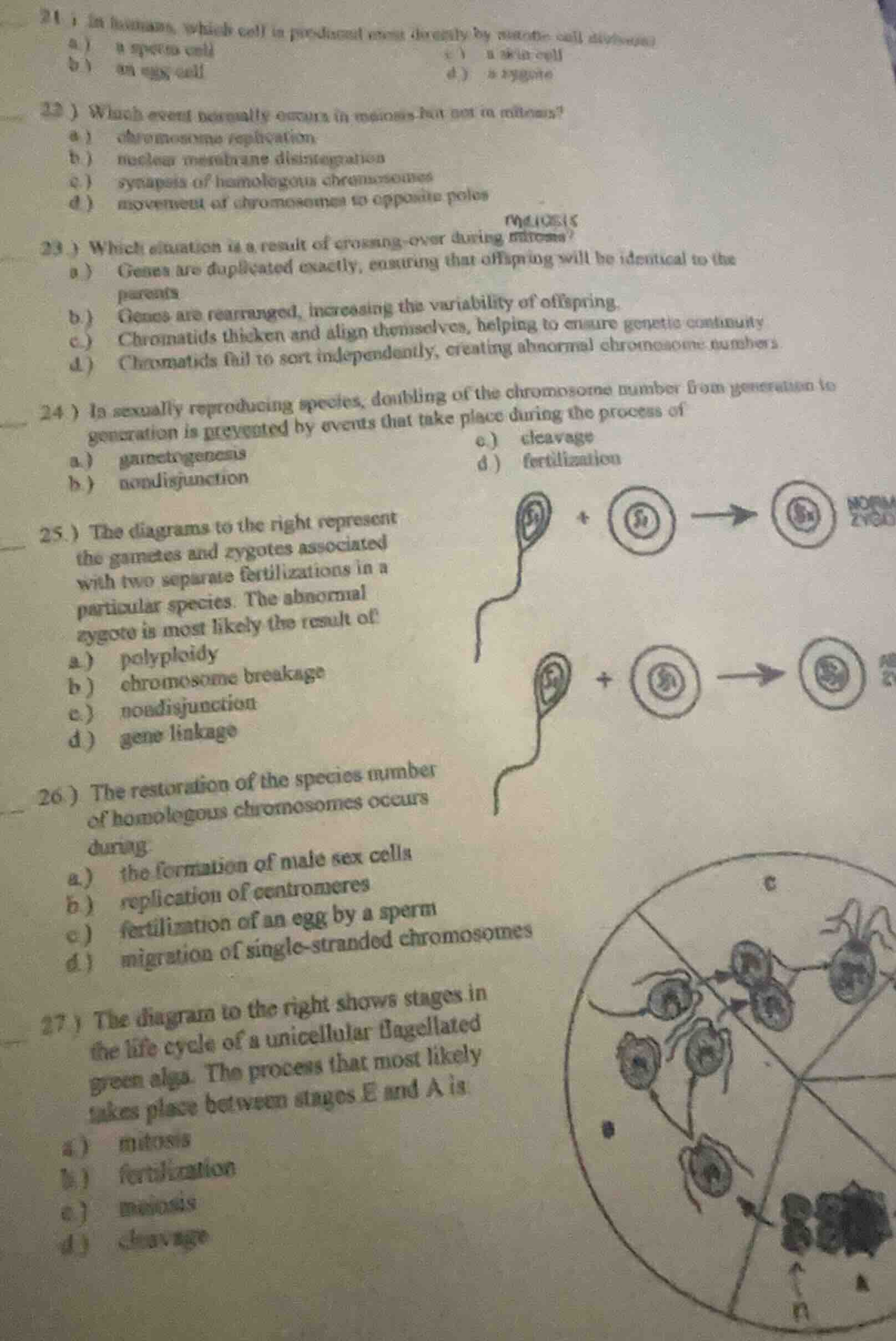 21 ) in humans, which cell is produced most directly by mitotic cell di…