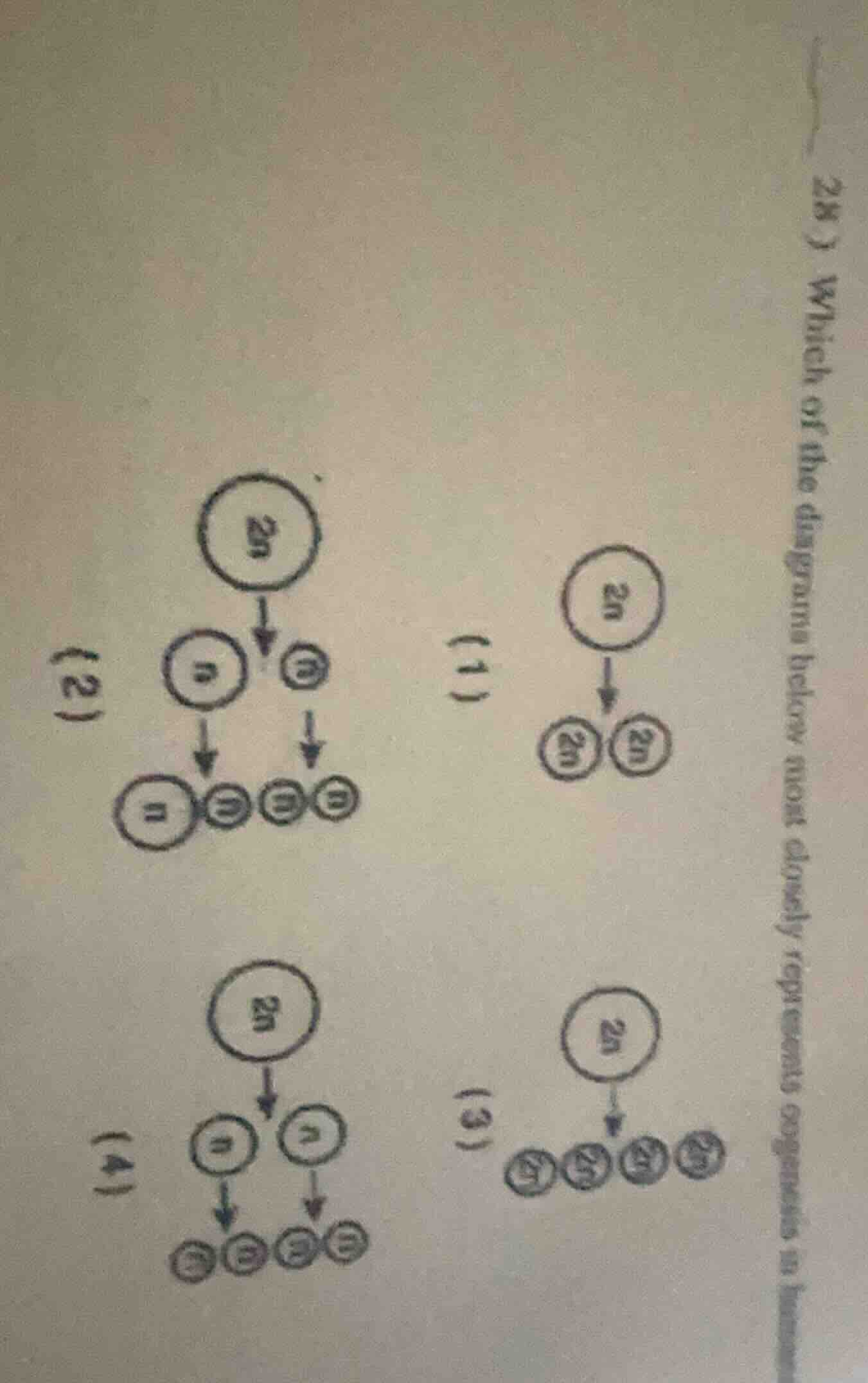 28) which of the diagrams below most closely represents oogensis (1) (2…