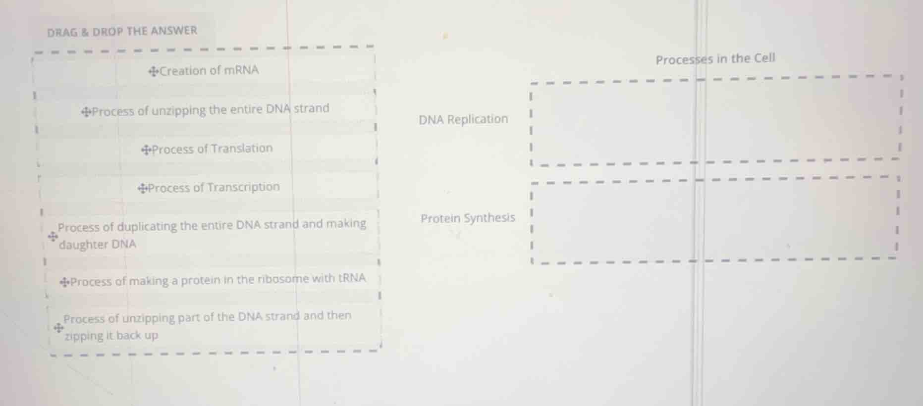 drag & drop the answer creation of mrna process of unzipping the entire…