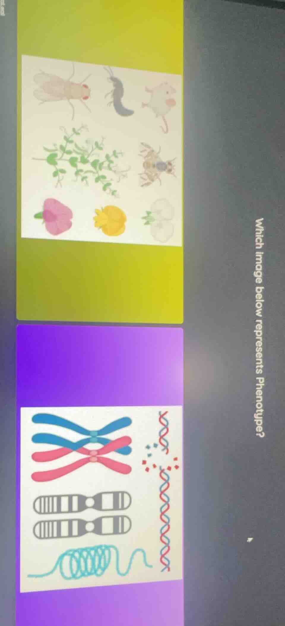 which image below represents phenotype?