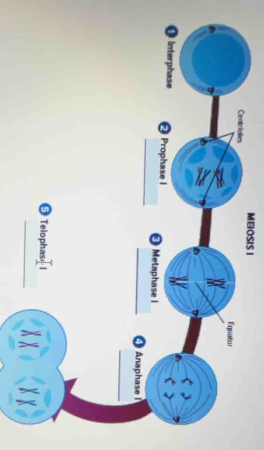 meiosis i 1 interphase 2 prophase i 3 metaphase i 4 anaphase i 5 teloph…