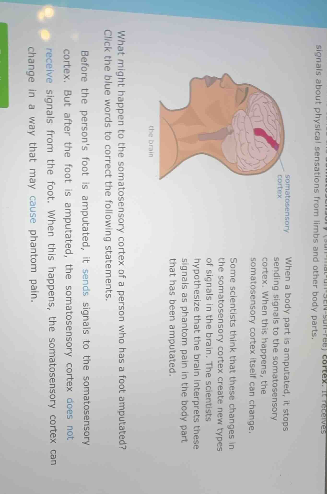 what might happen to the somatosensory cortex of a person who has a foo…