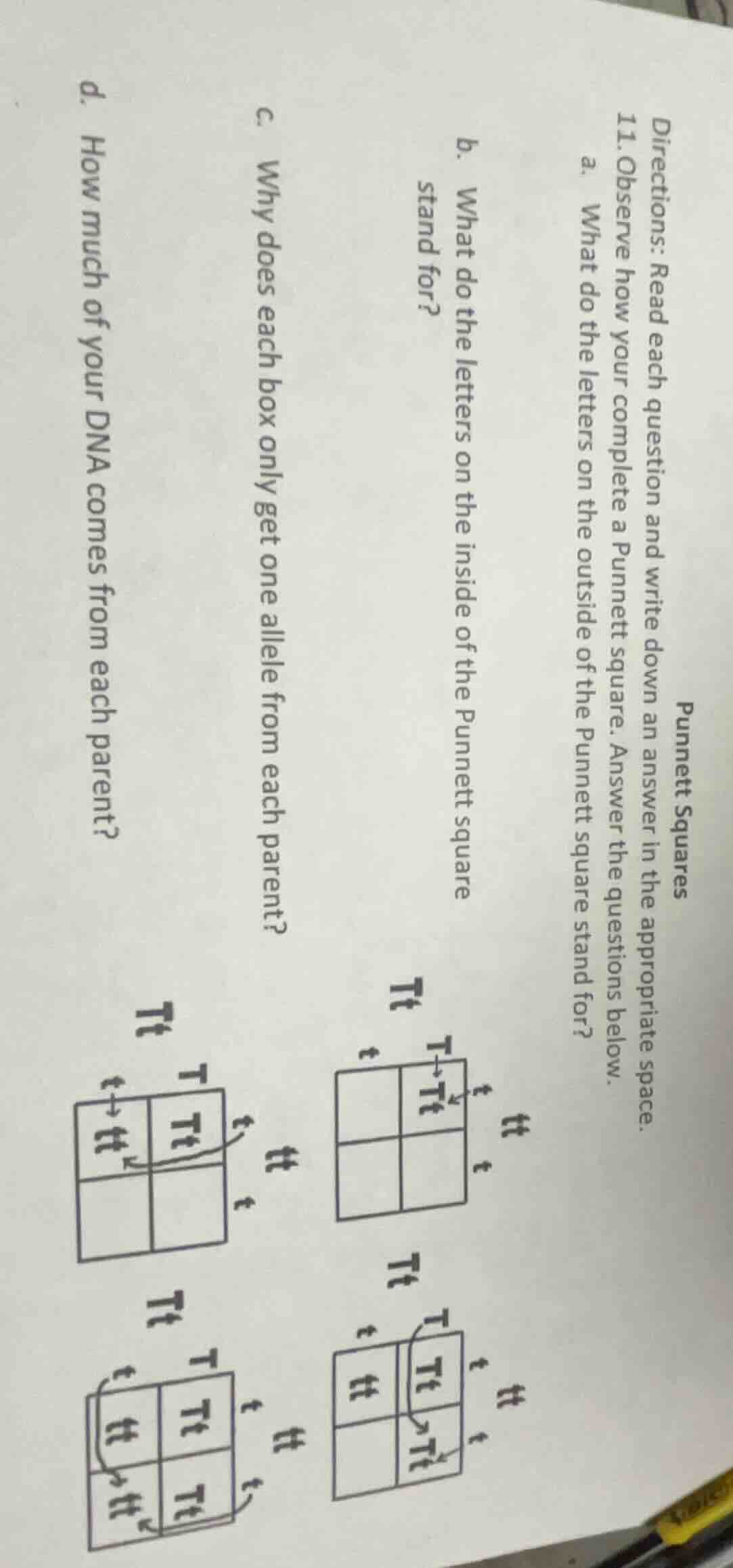 punnett squares directions: read each question and write down an answer…