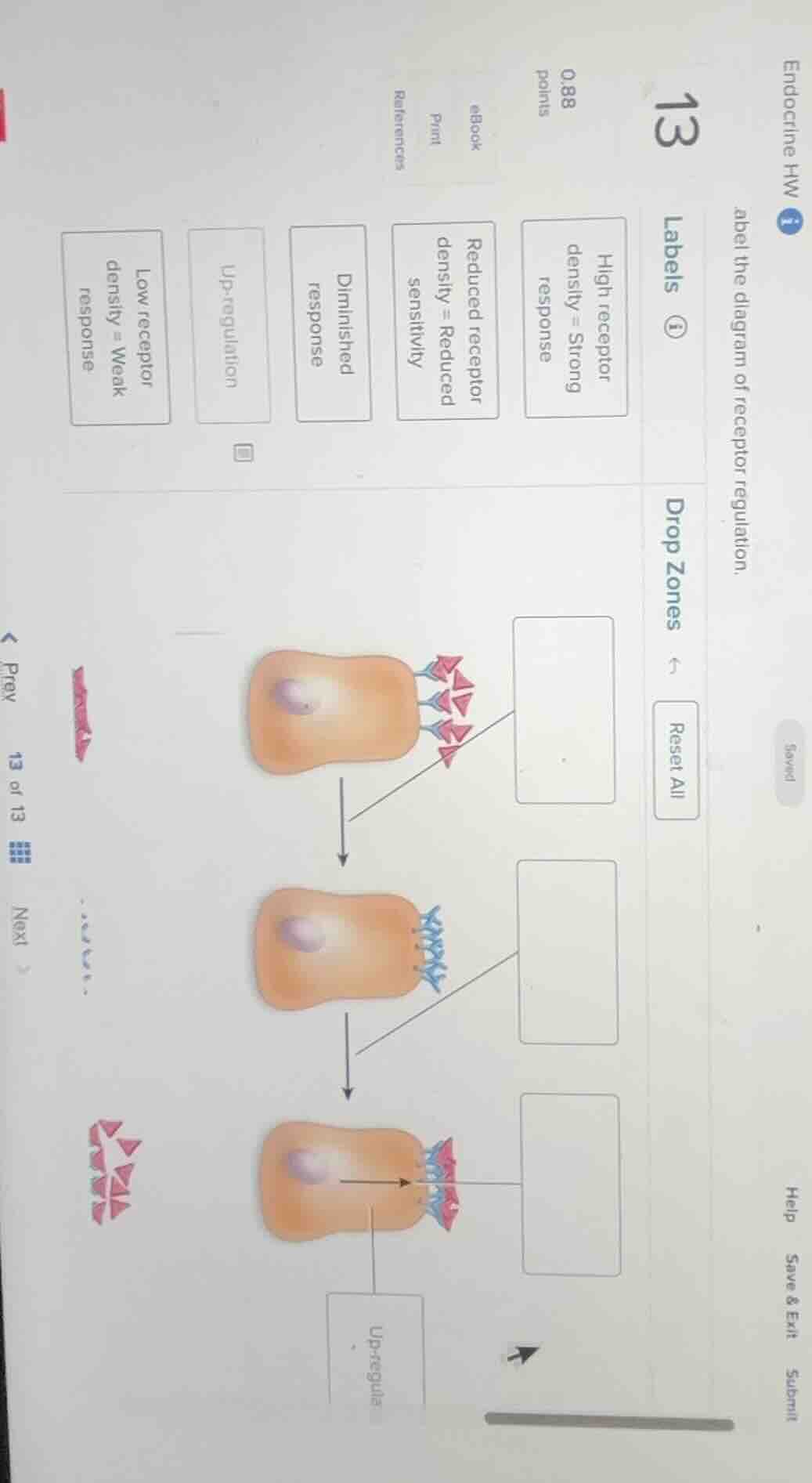 endocrine hw label the diagram of receptor regulation. labels 1 high re…