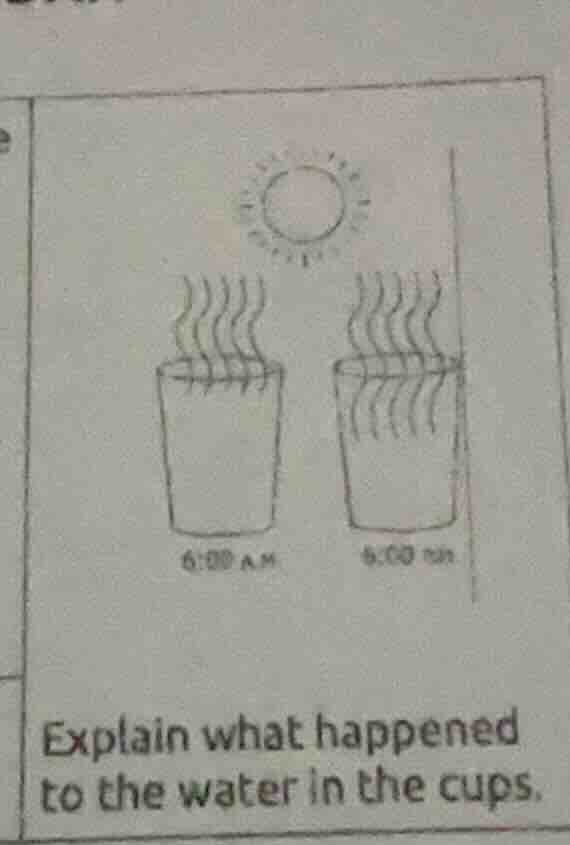 explain what happened to the water in the cups.