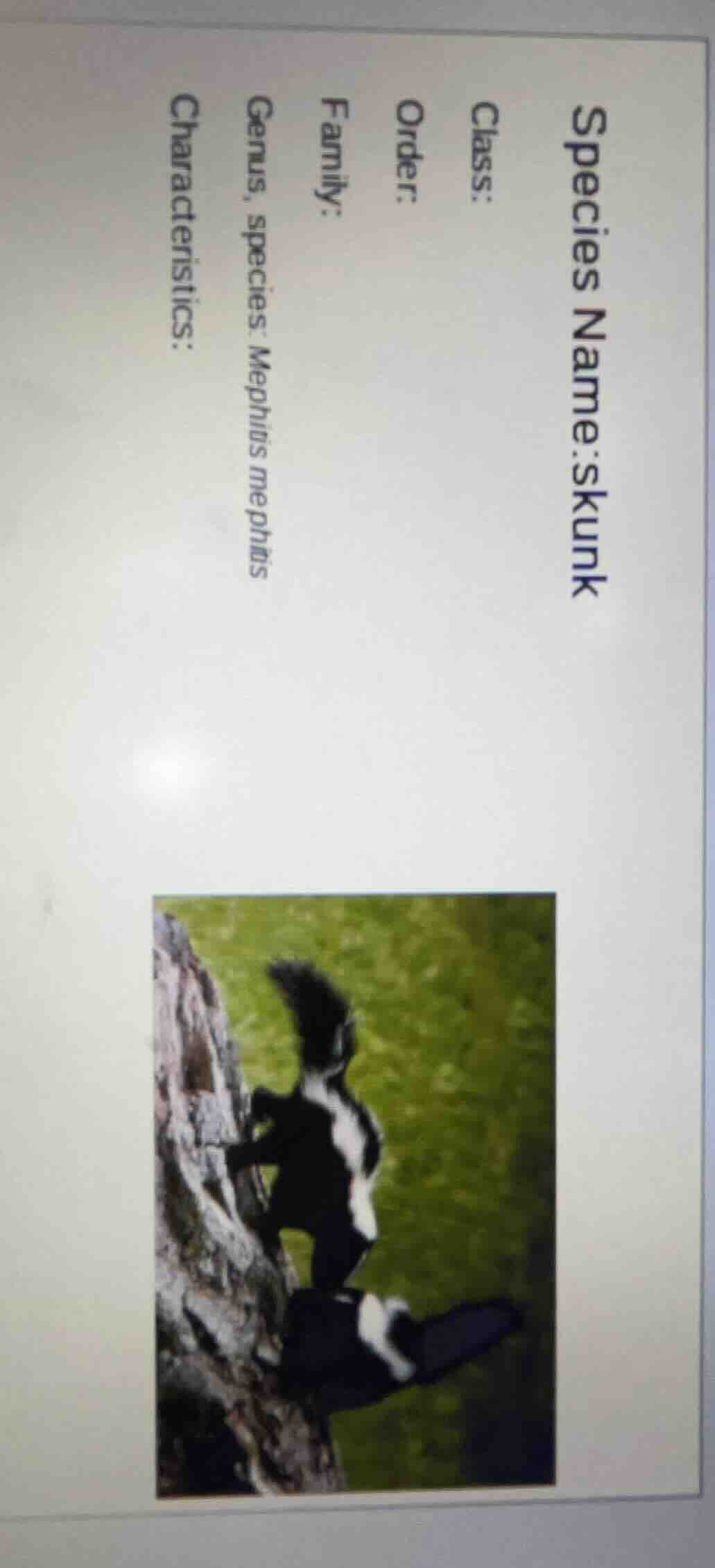 species name: skunk class: order: family: genus, species: mephitis meph…