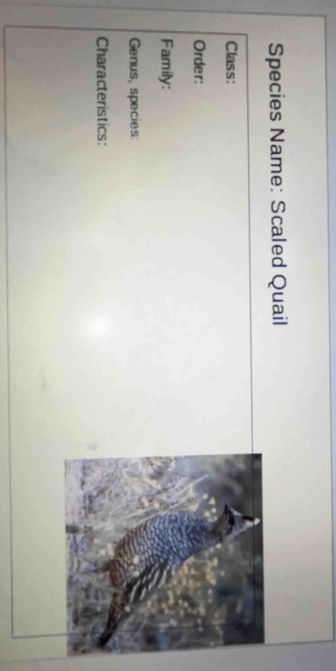 species name: scaled quail class: order: family: genus, species: charac…