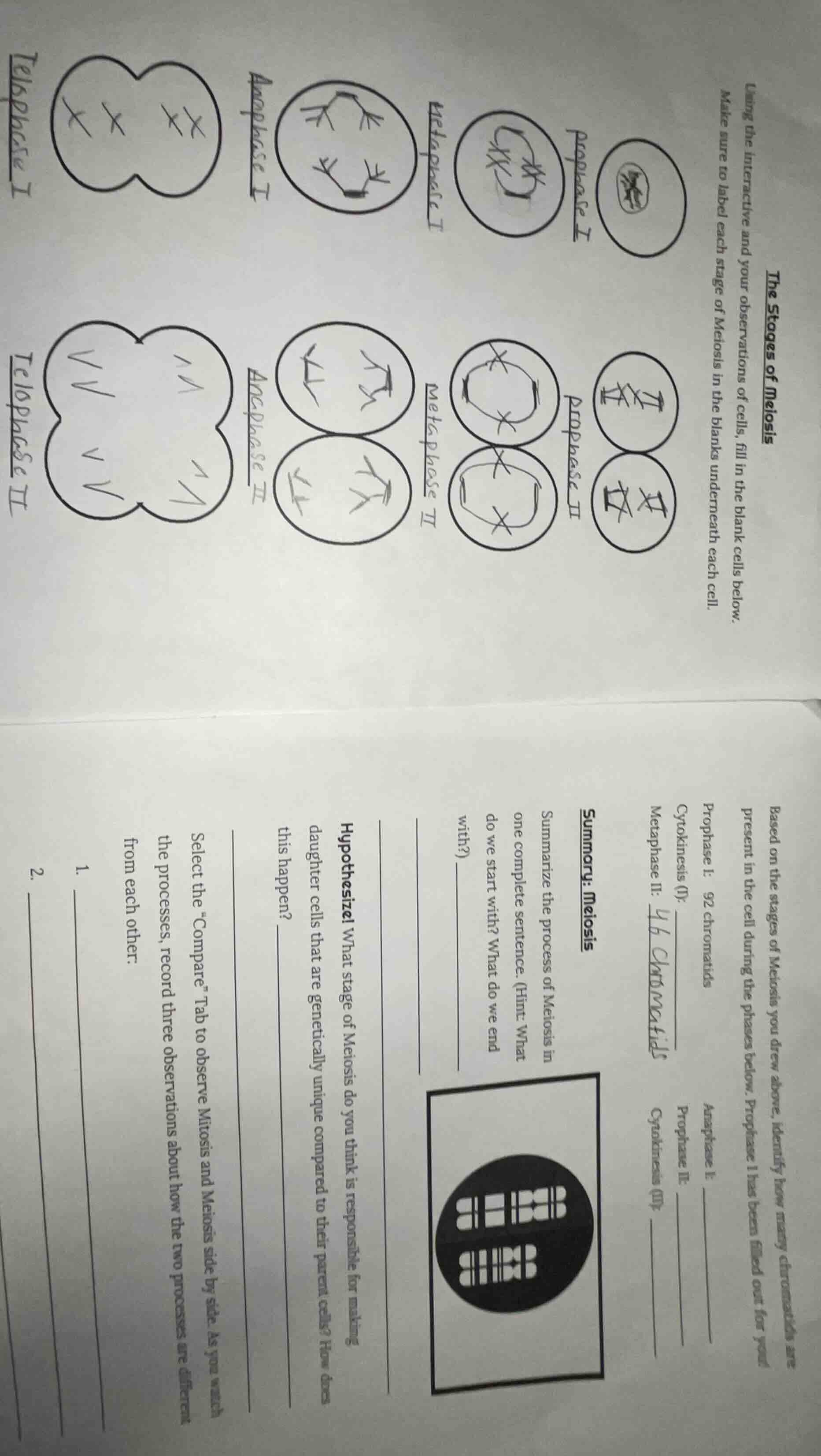 the stages of meiosis using the interactive and your observations of ce…