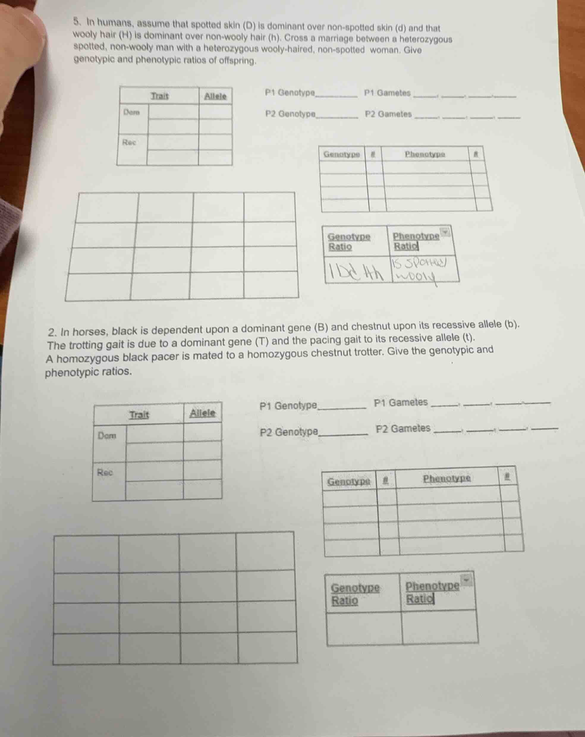 5. in humans, assume that spotted skin (d) is dominant over non - spott…